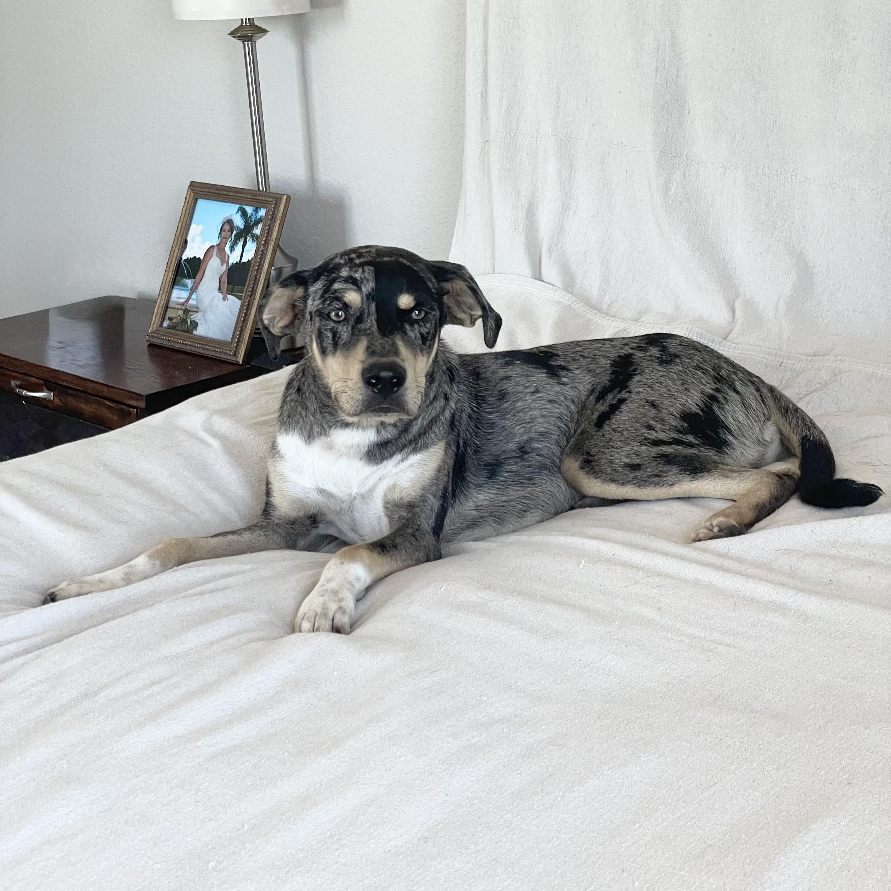 Enlarge Perfect River, a ADOPTABLE mixed breed in West Hartford , CT image 4/6