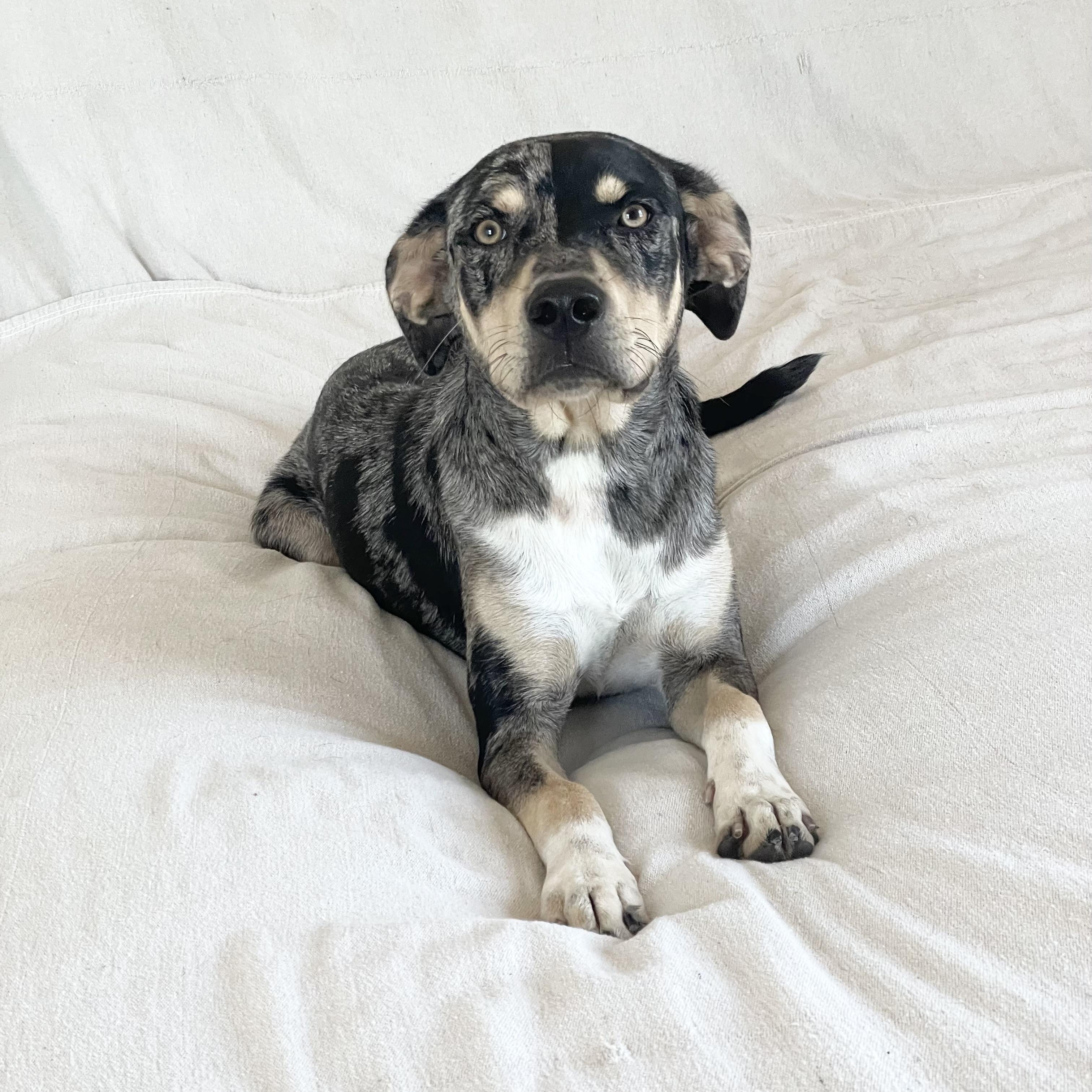 Enlarge Perfect River, a ADOPTABLE mixed breed in West Hartford , CT image 5/6