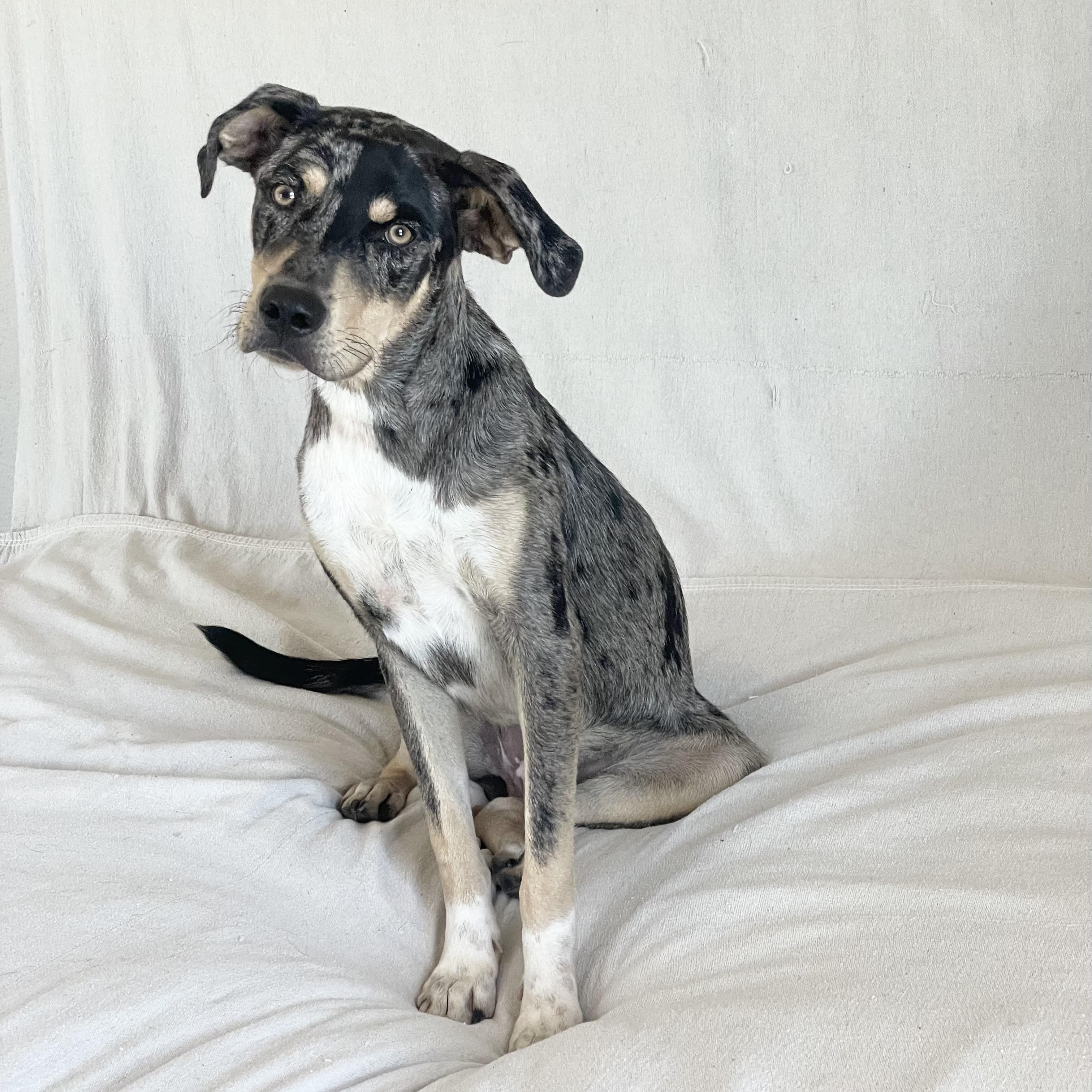 Enlarge Perfect River, a ADOPTABLE mixed breed in West Hartford , CT image 2/6