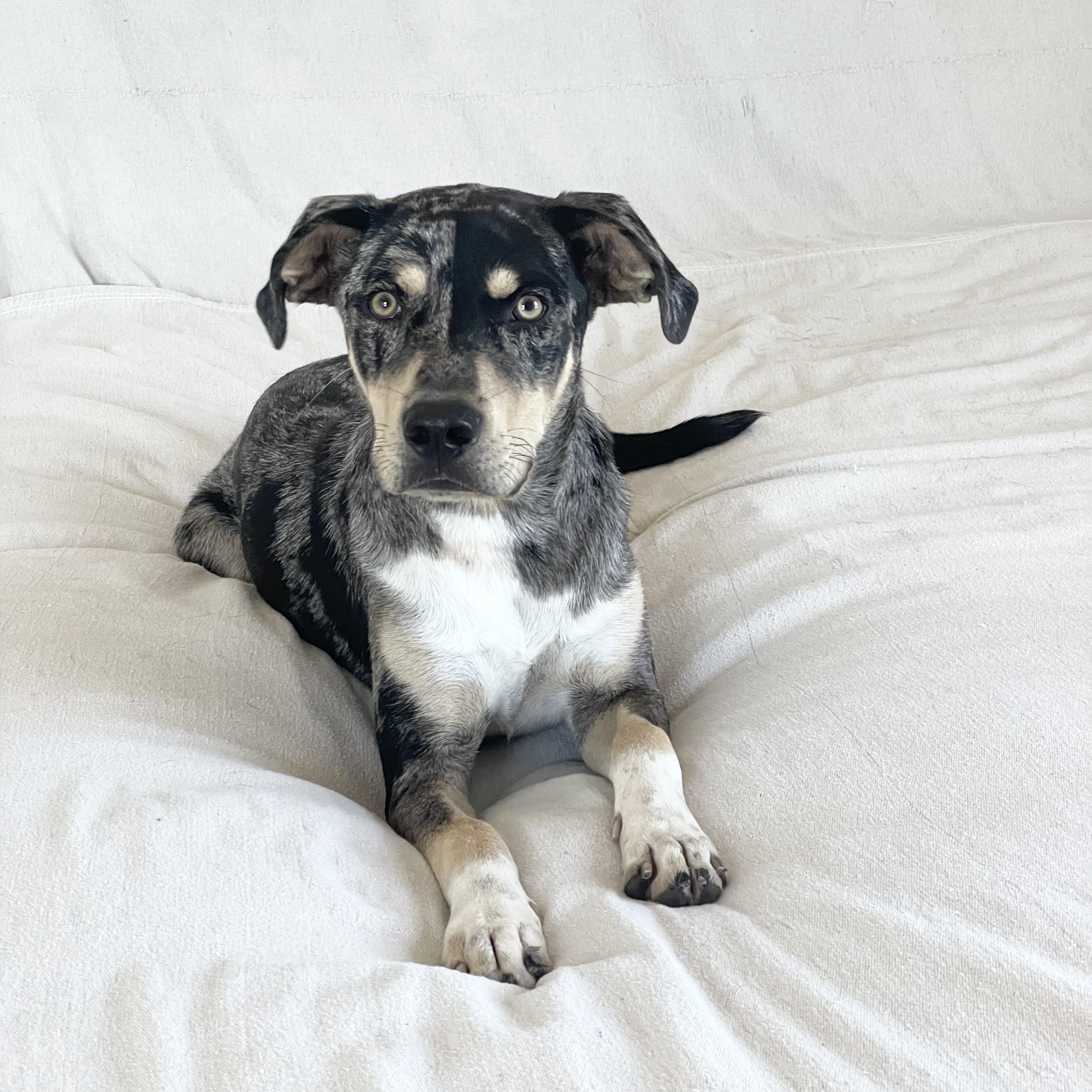 Enlarge Perfect River, a ADOPTABLE mixed breed in West Hartford , CT image 3/6