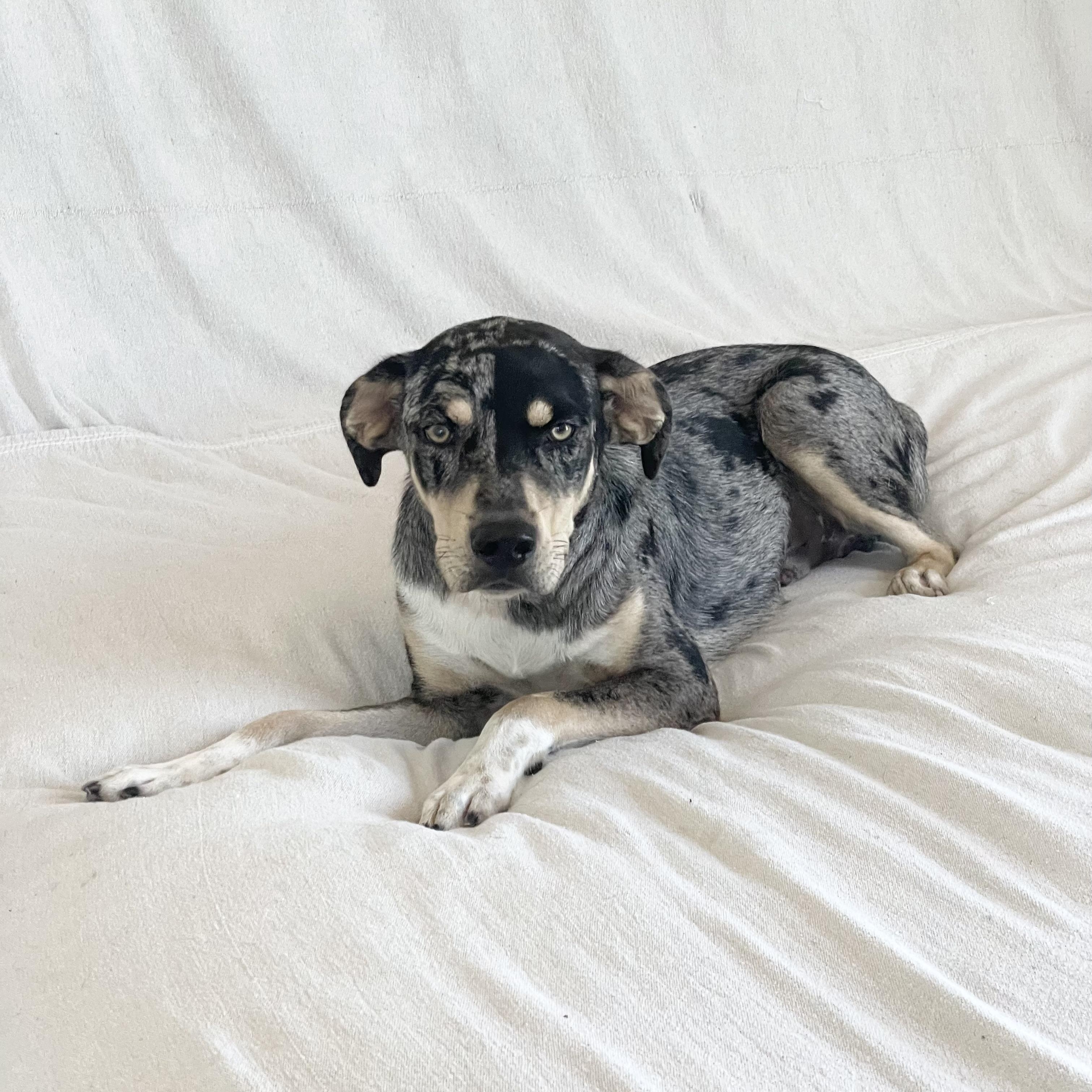 Enlarge Perfect River, a ADOPTABLE mixed breed in West Hartford , CT image 6/6