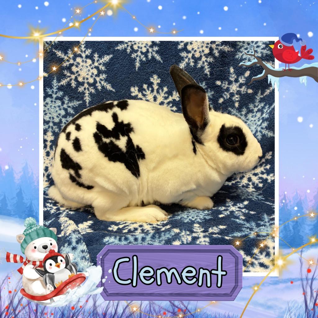 Clement, Adoptable, Young Male Mini Rex.