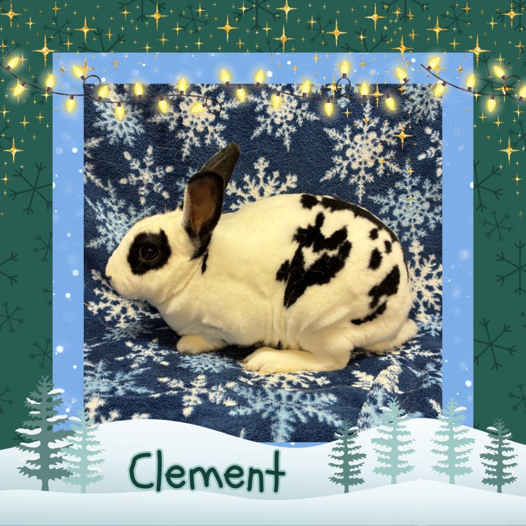 Enlarge Clement, a Adoptable Mini Rex in Elizabethtown, KY image 2/5