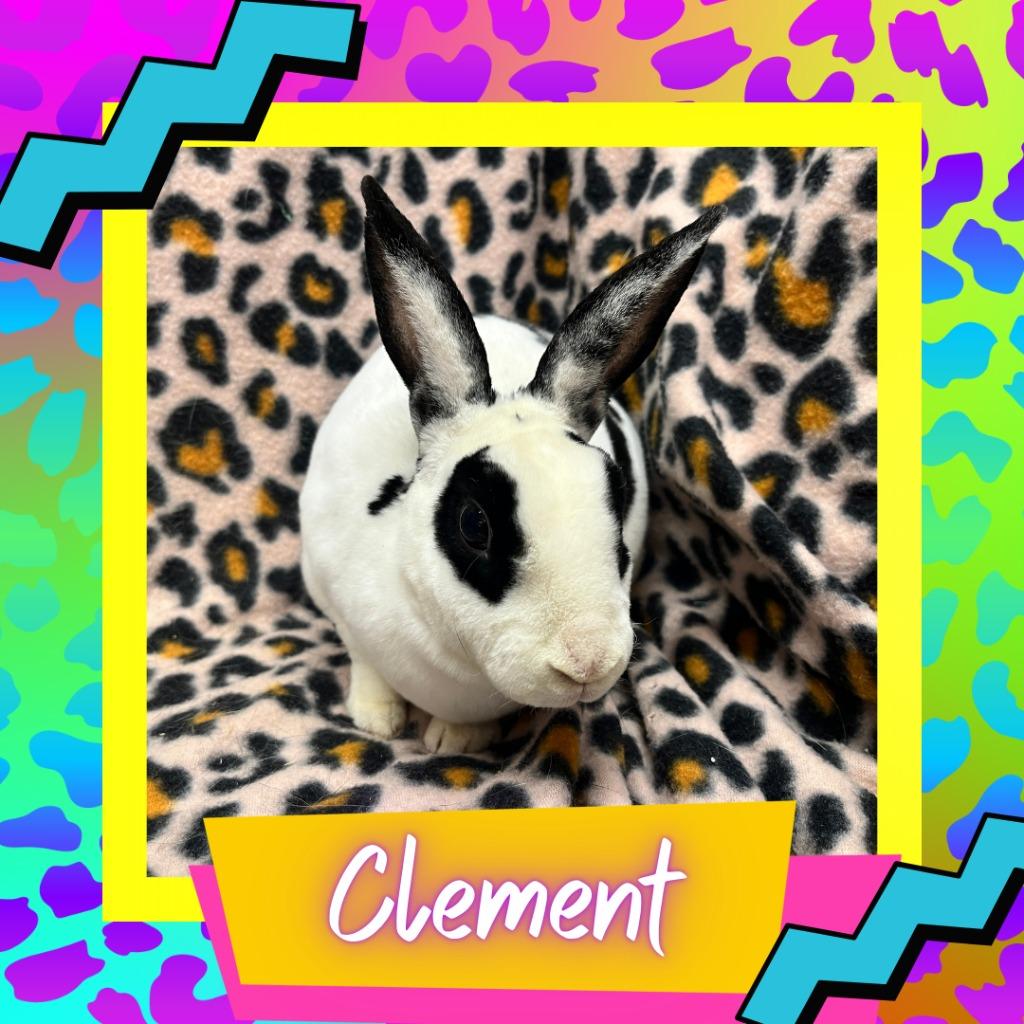 Enlarge Clement, a Adoptable Mini Rex in Elizabethtown, KY image 3/6