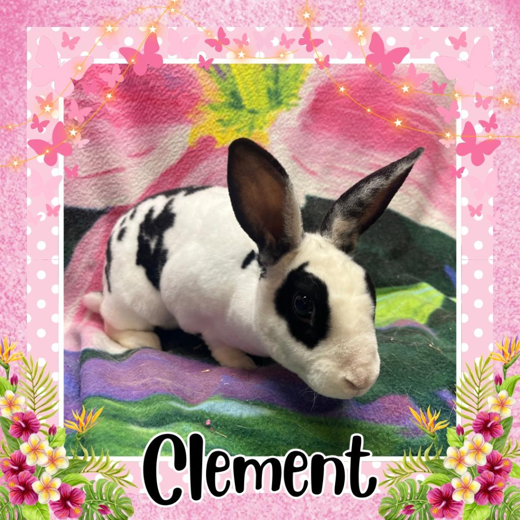Enlarge Clement, a Adoptable Mini Rex in Elizabethtown, KY image 4/6