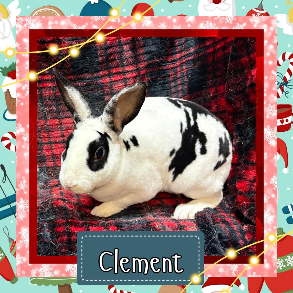 Enlarge Clement, a Adoptable Mini Rex in Elizabethtown, KY image 1/1