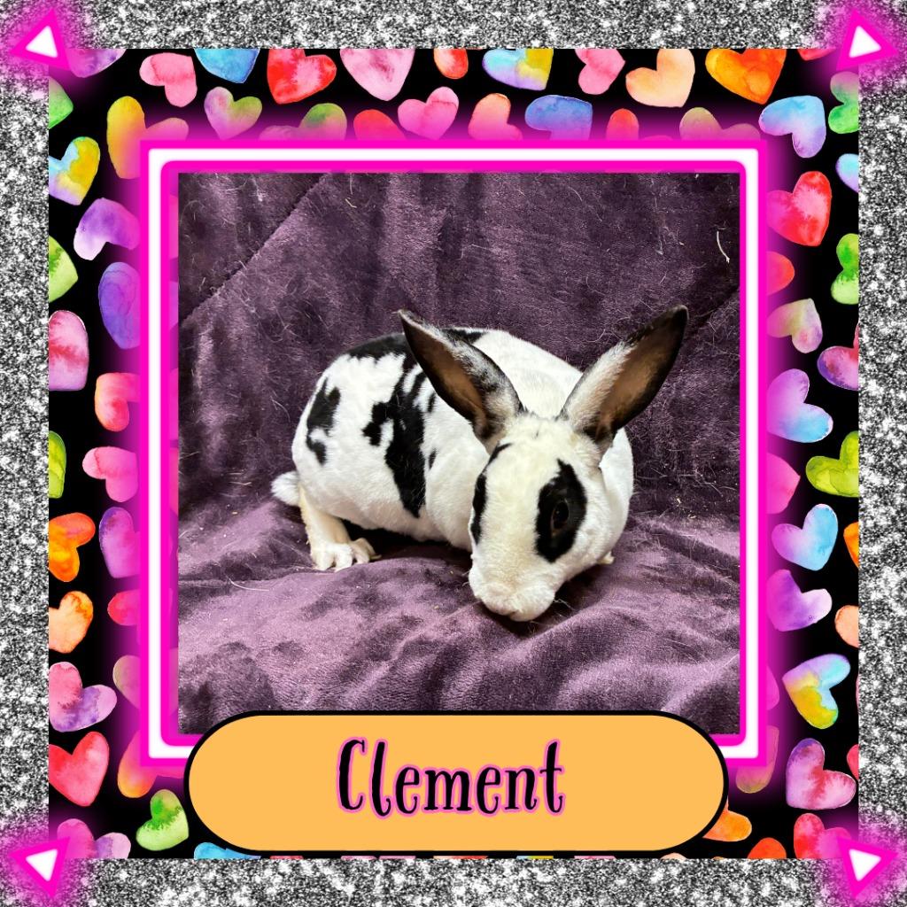 Enlarge Clement, a Adoptable Mini Rex in Elizabethtown, KY image 5/5