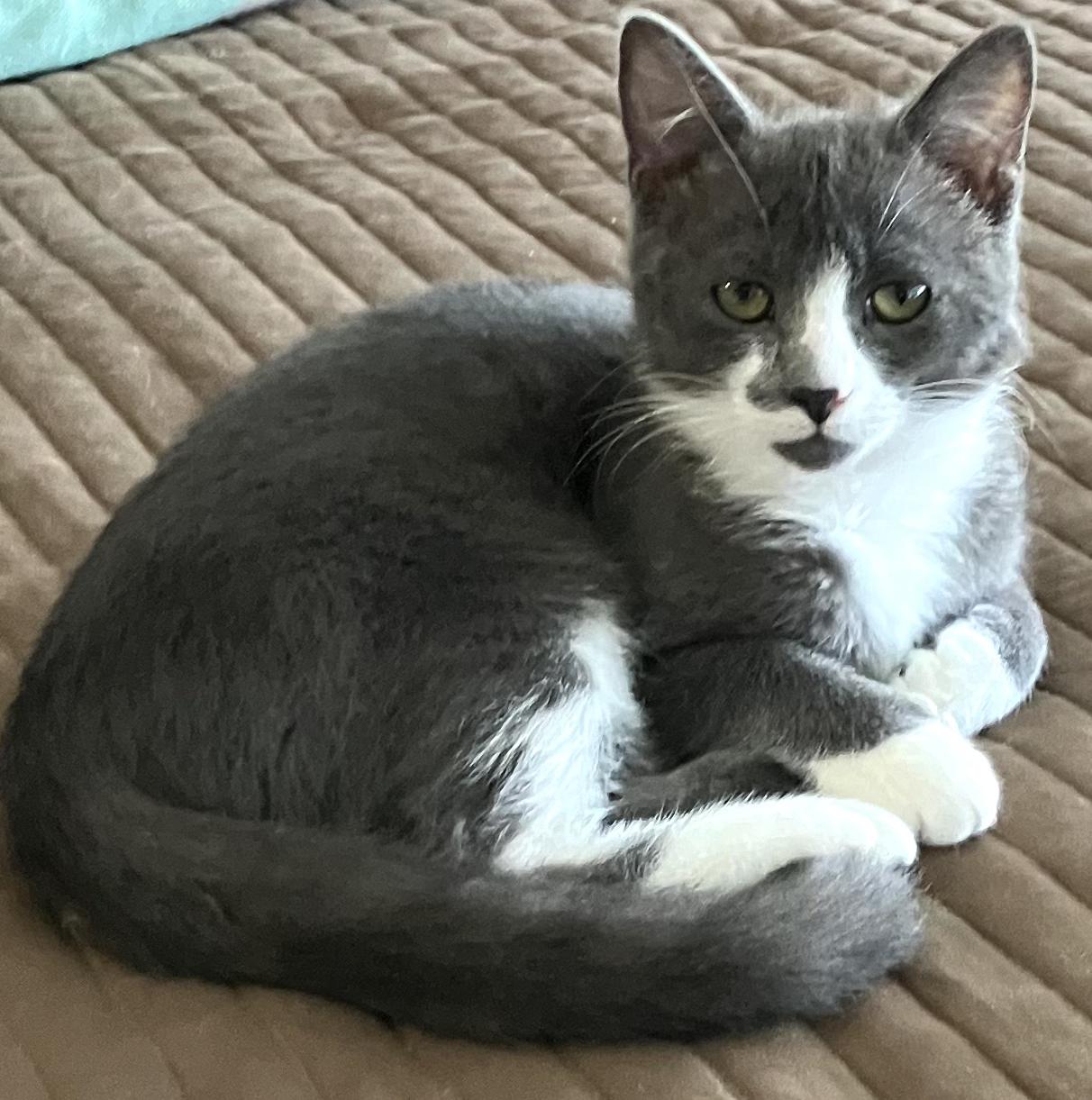 Enlarge Grayson, a Adopted Domestic Short Hair in DeLand, FL image 2/3