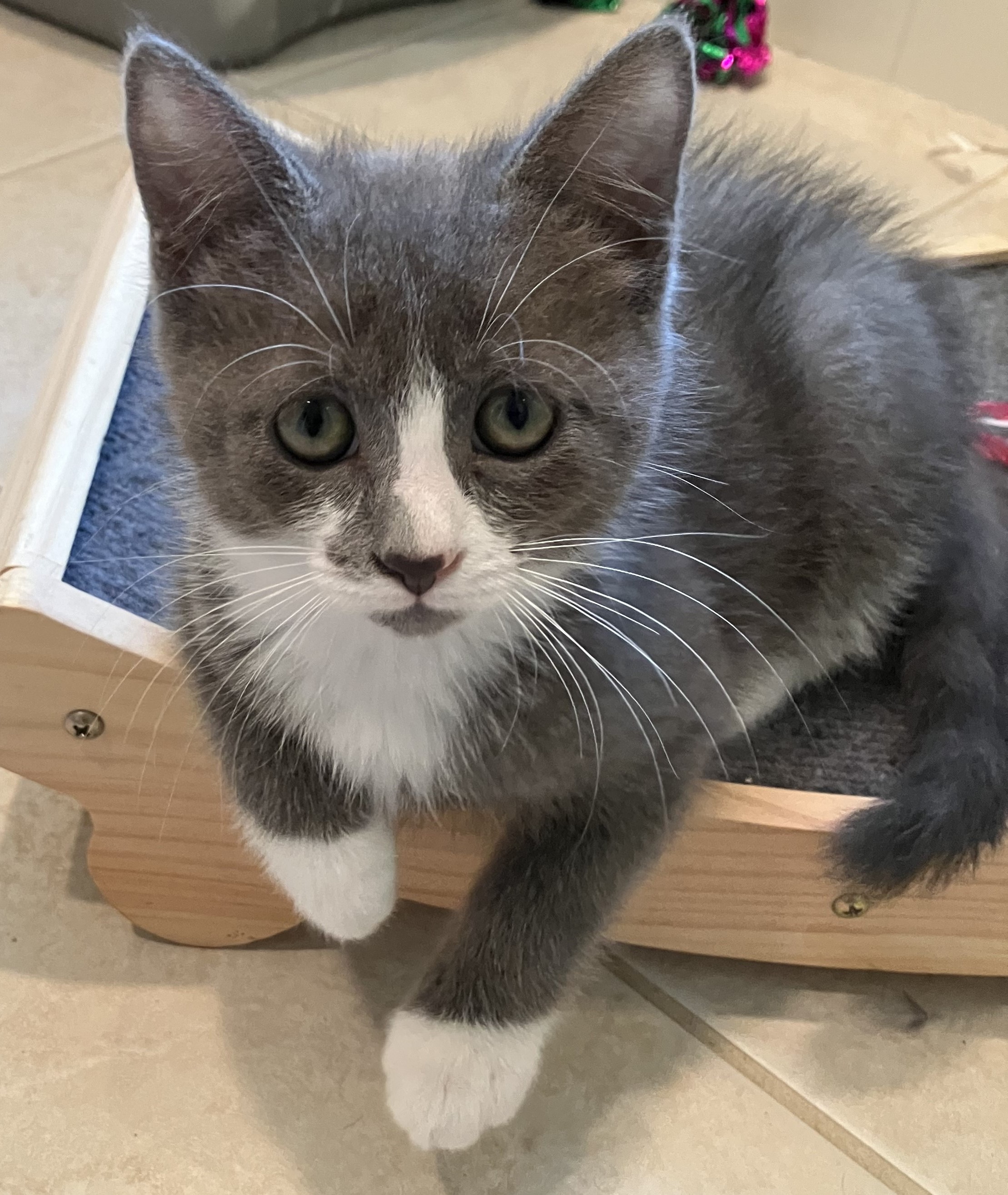 Grayson, Adopted, Kitten Male Domestic Short Hair.