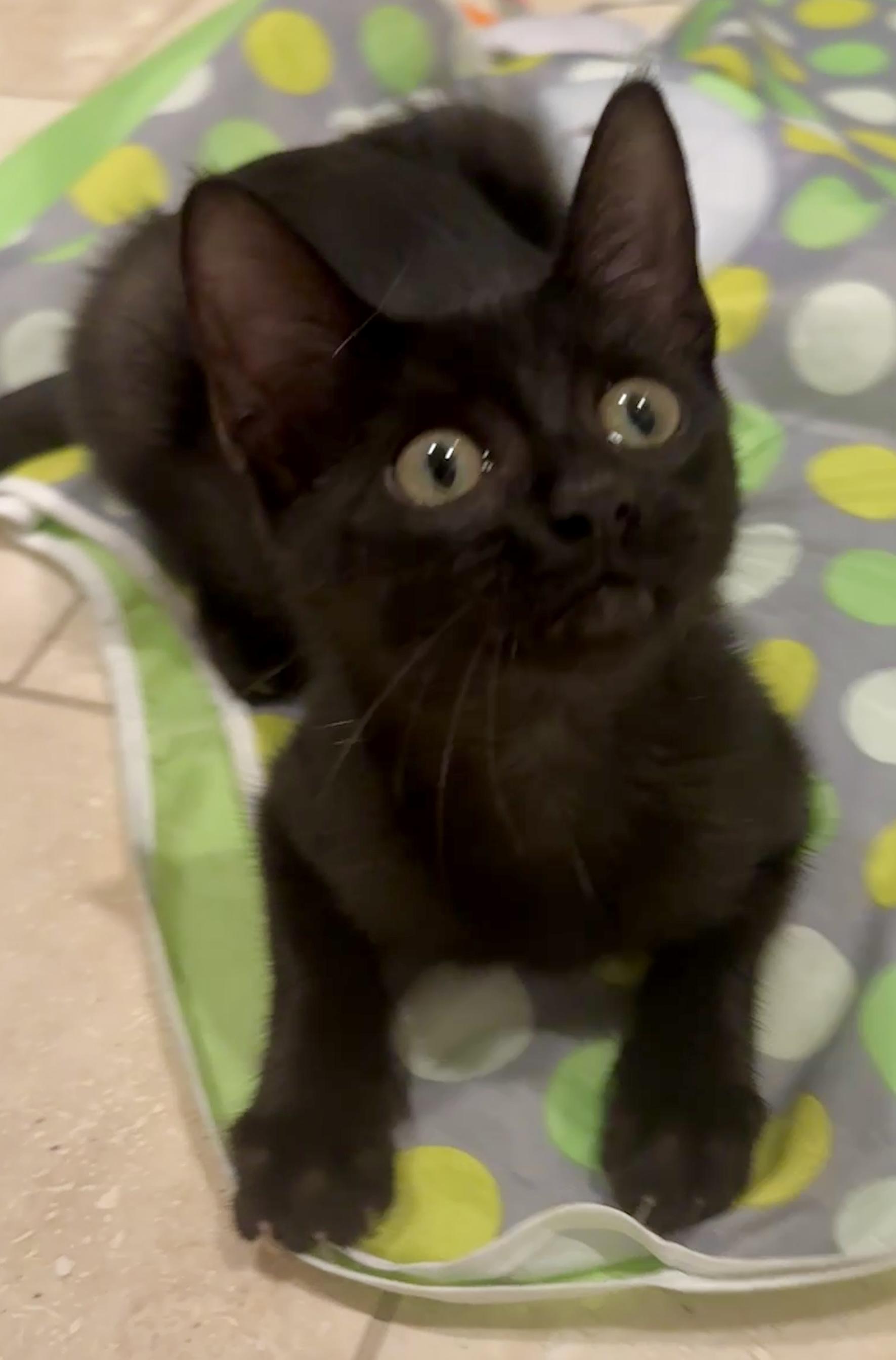 Enlarge Bombay Bonanaza, a Adopted mixed breed in Houston, TX image 2/6