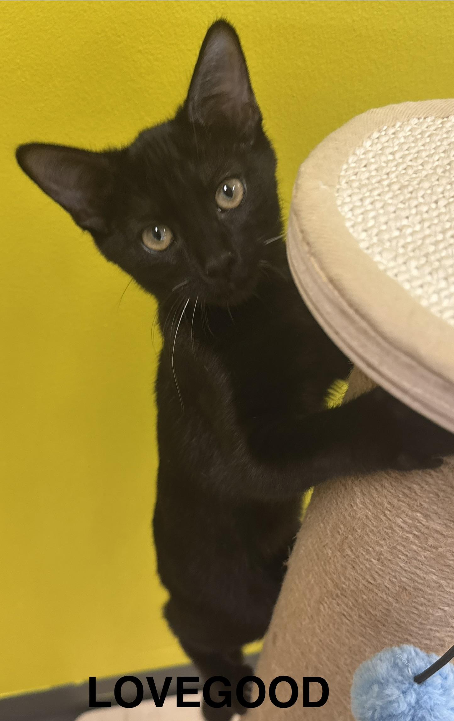 Enlarge Bombay Bonanaza, a Adopted mixed breed in Houston, TX image 3/6