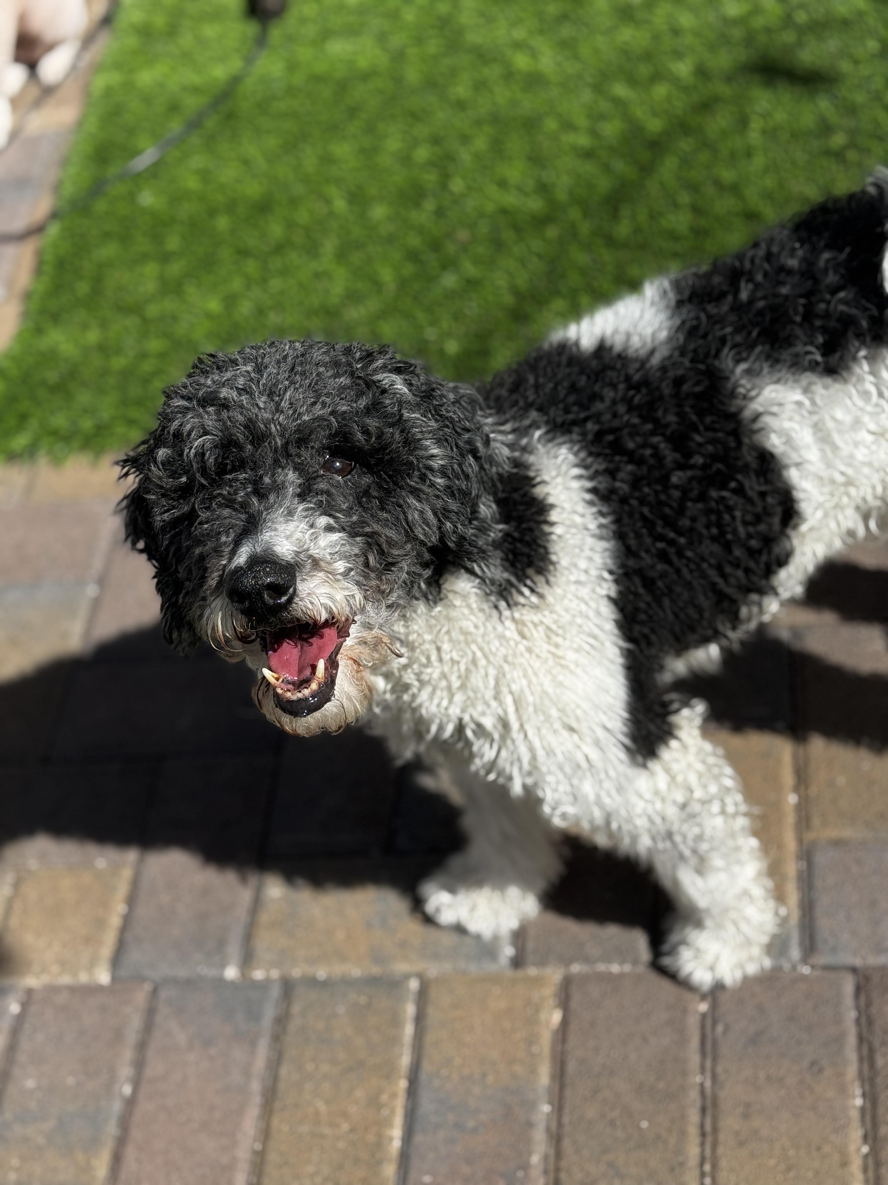 Chimichurri, adopted, Adult Female Labradoodle.
