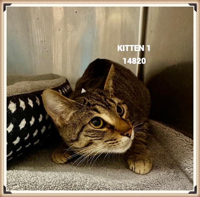 Enlarge KITTEN 1, a Adoptable mixed breed in Marietta, GA image 1/4