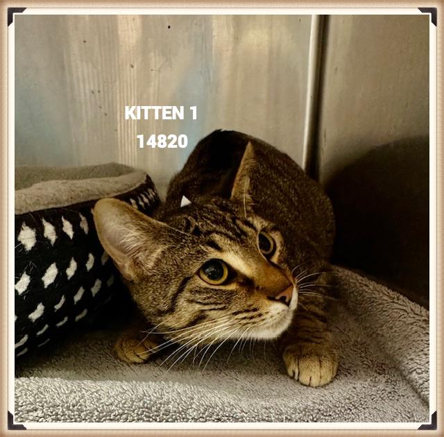 Enlarge KITTEN 1, a Adoptable mixed breed in Marietta, GA image 2/4