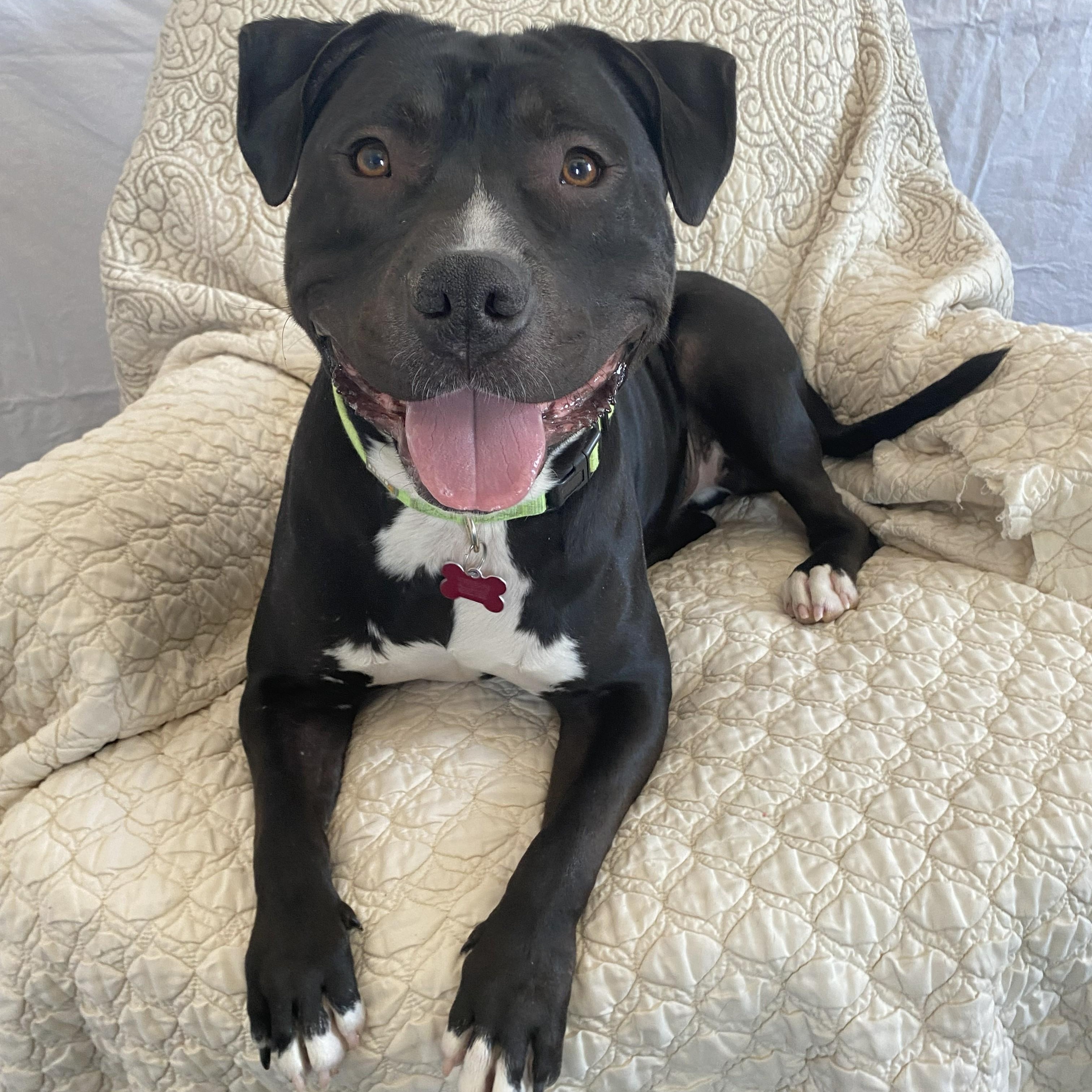 Enlarge Sett, a Adoptable mixed breed in Allegan, MI image 2/6