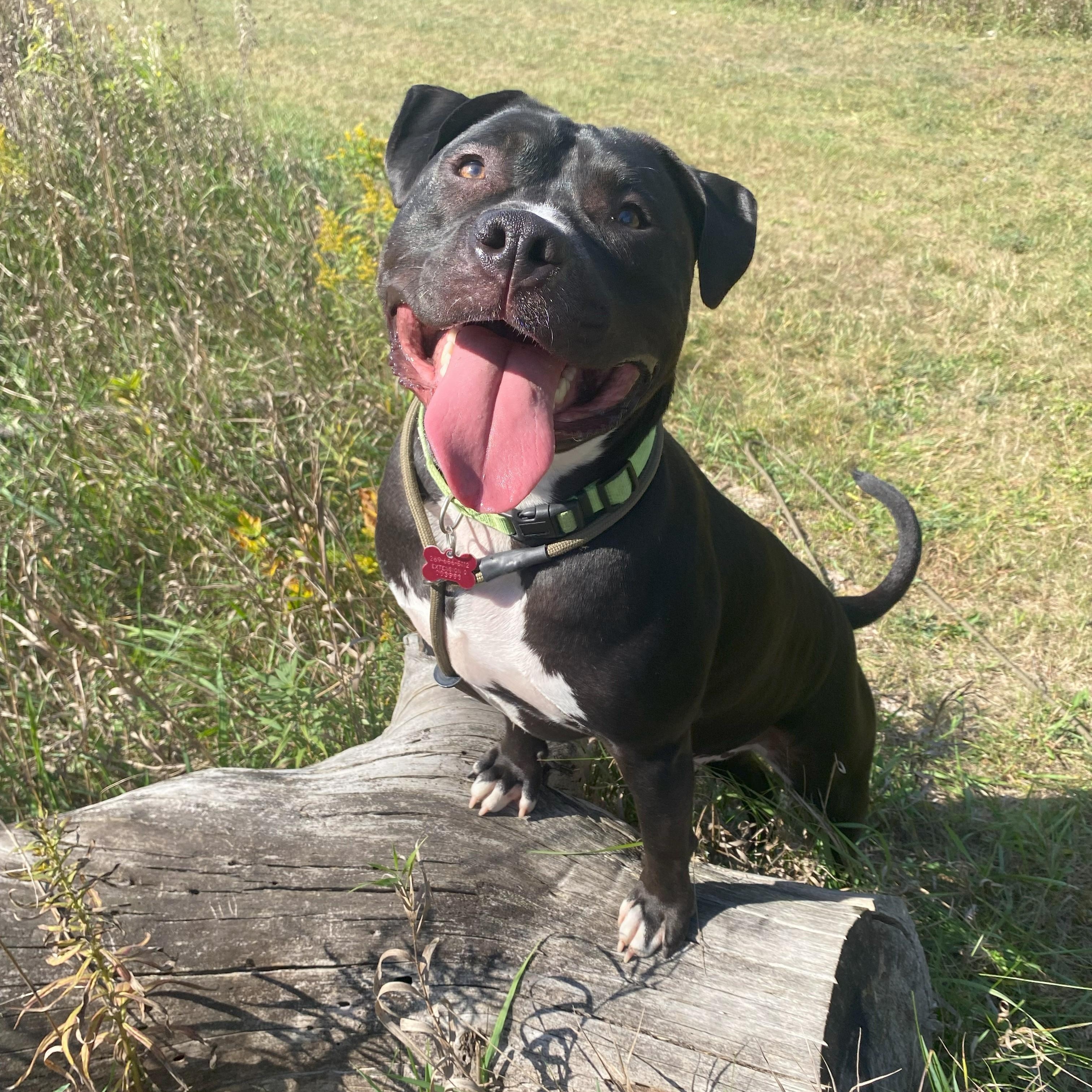 Enlarge Sett, a Adoptable Pit Bull Terrier in Allegan, MI image 3/6