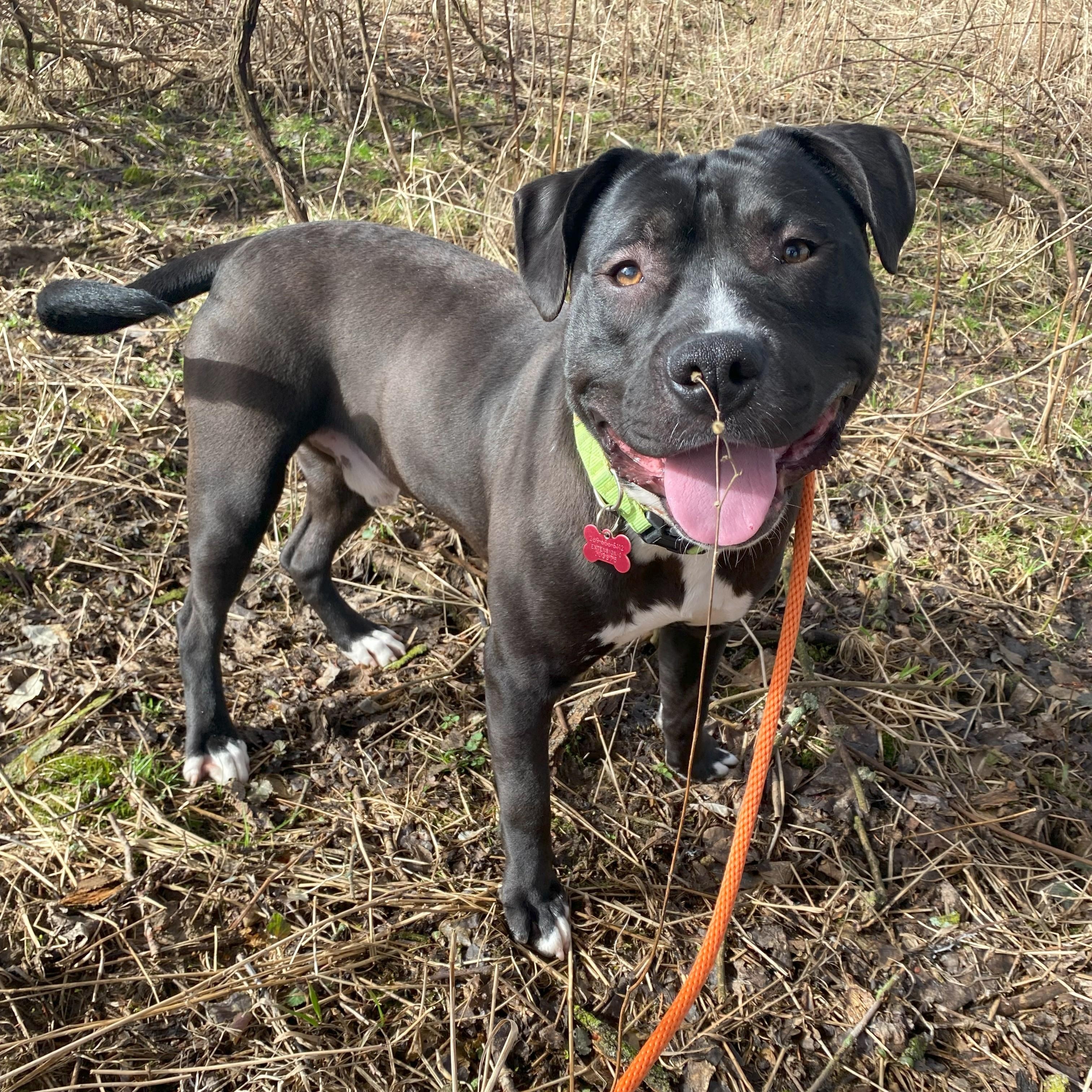 Enlarge Sett, a Adoptable Pit Bull Terrier in Allegan, MI image 2/6