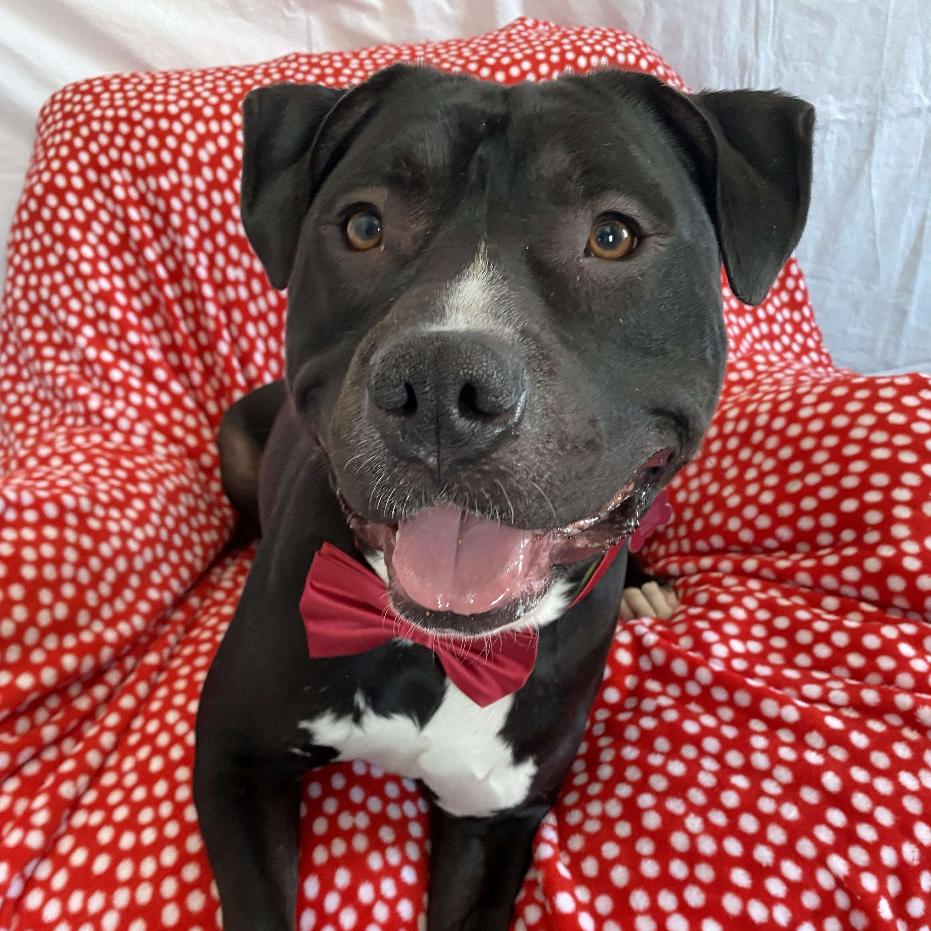 Enlarge Sett, a Adoptable mixed breed in Allegan, MI image 1/6