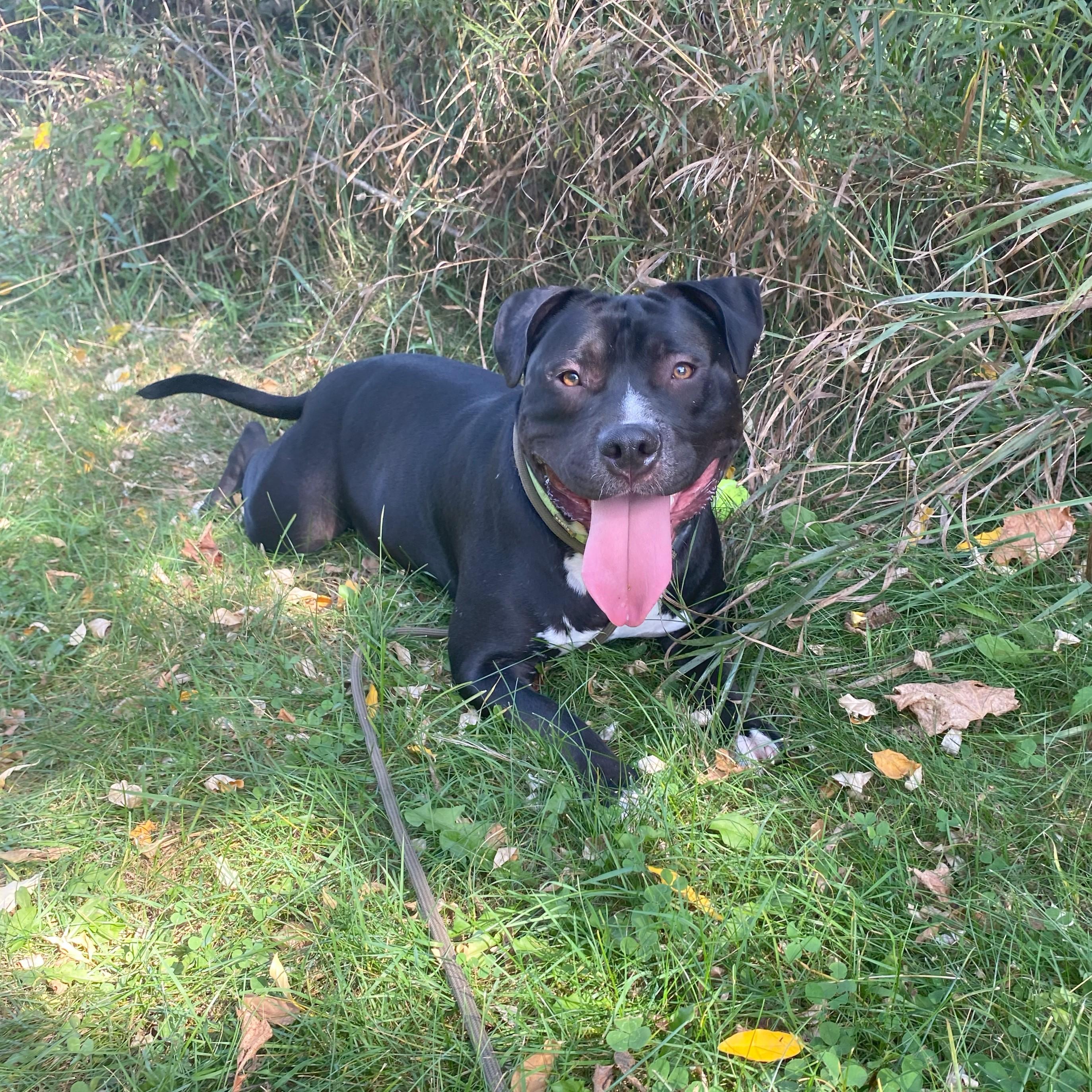 Enlarge Sett, a Adoptable Pit Bull Terrier in Allegan, MI image 4/6