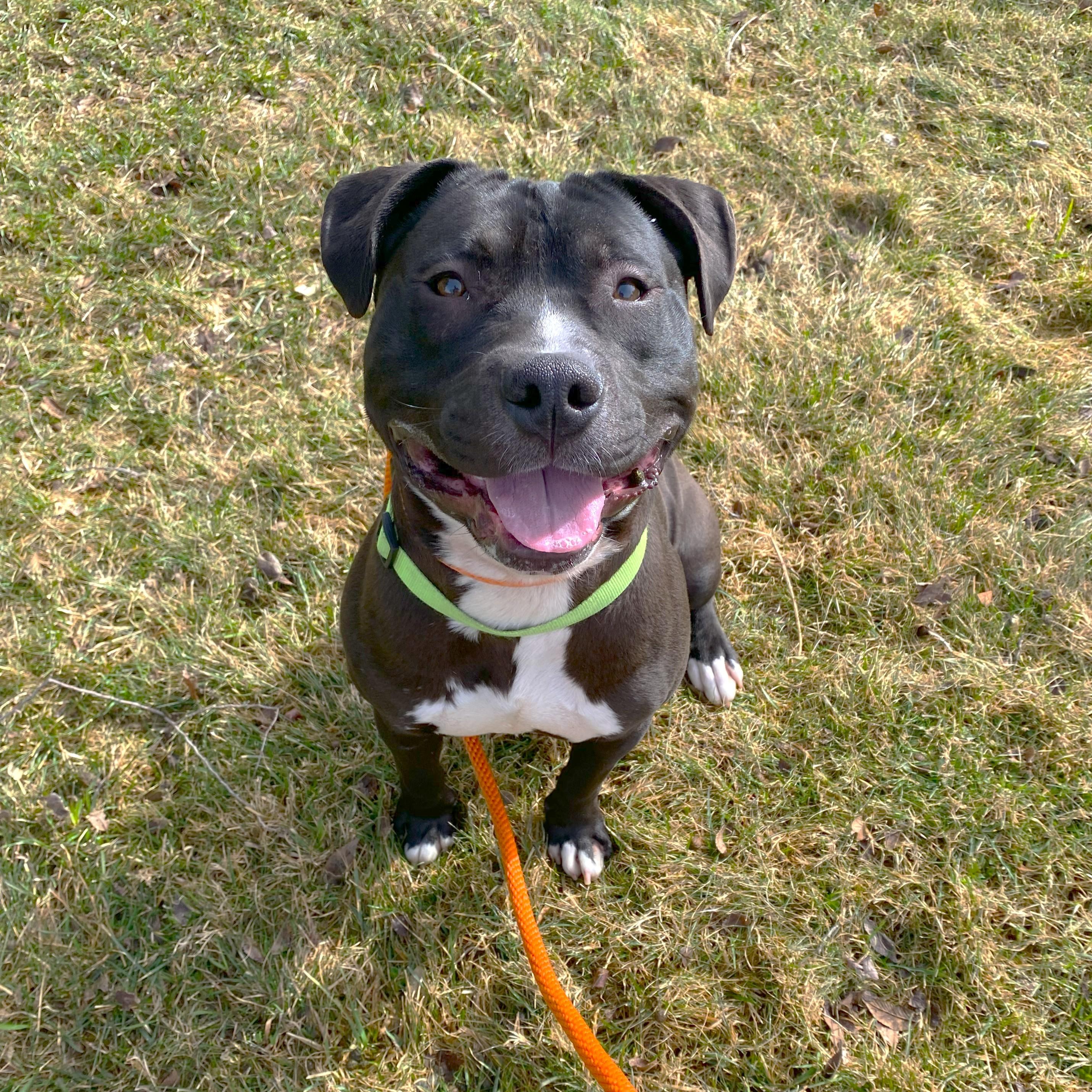 Enlarge Sett, a Adoptable Pit Bull Terrier in Allegan, MI image 6/6