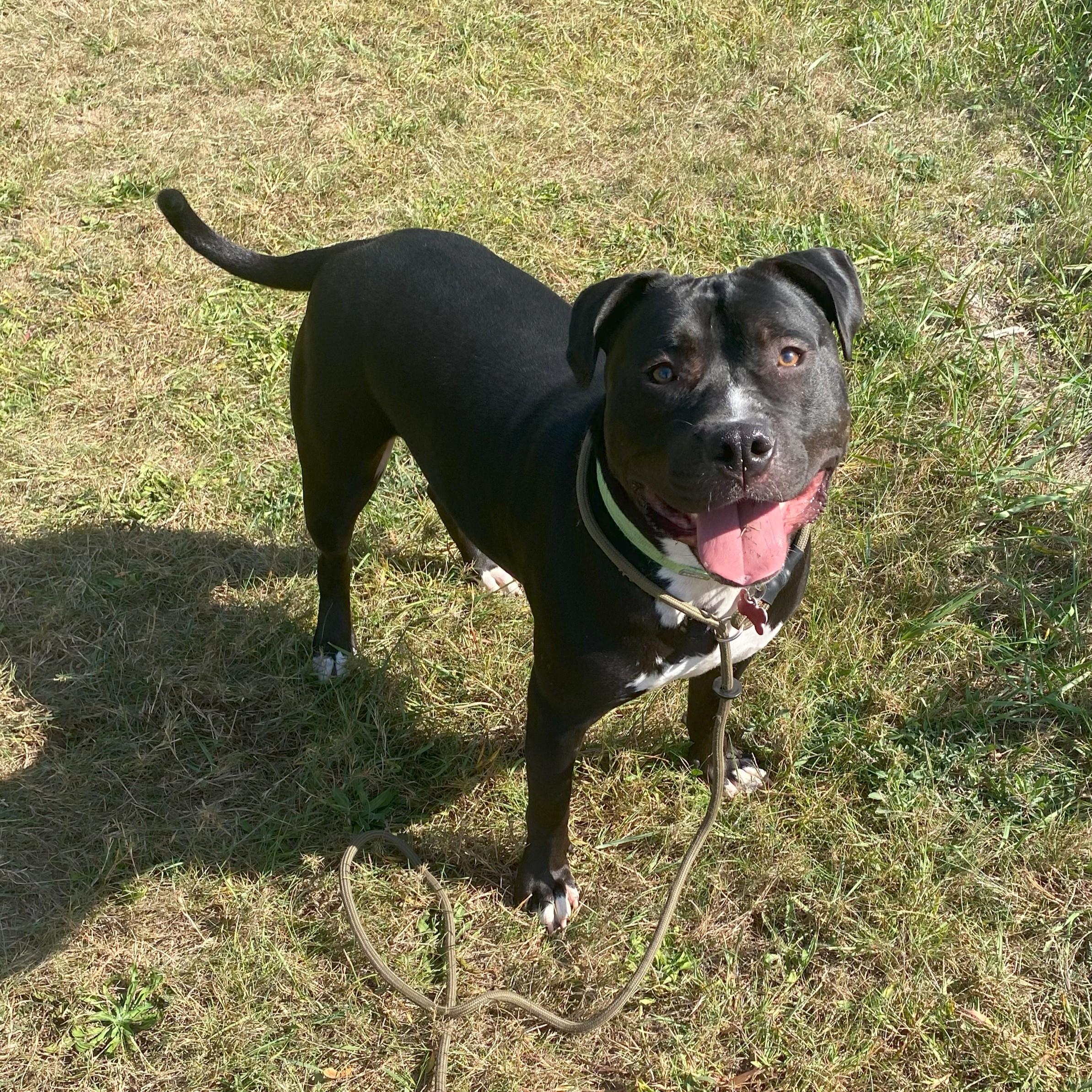 Enlarge Sett, a Adoptable Pit Bull Terrier in Allegan, MI image 5/6