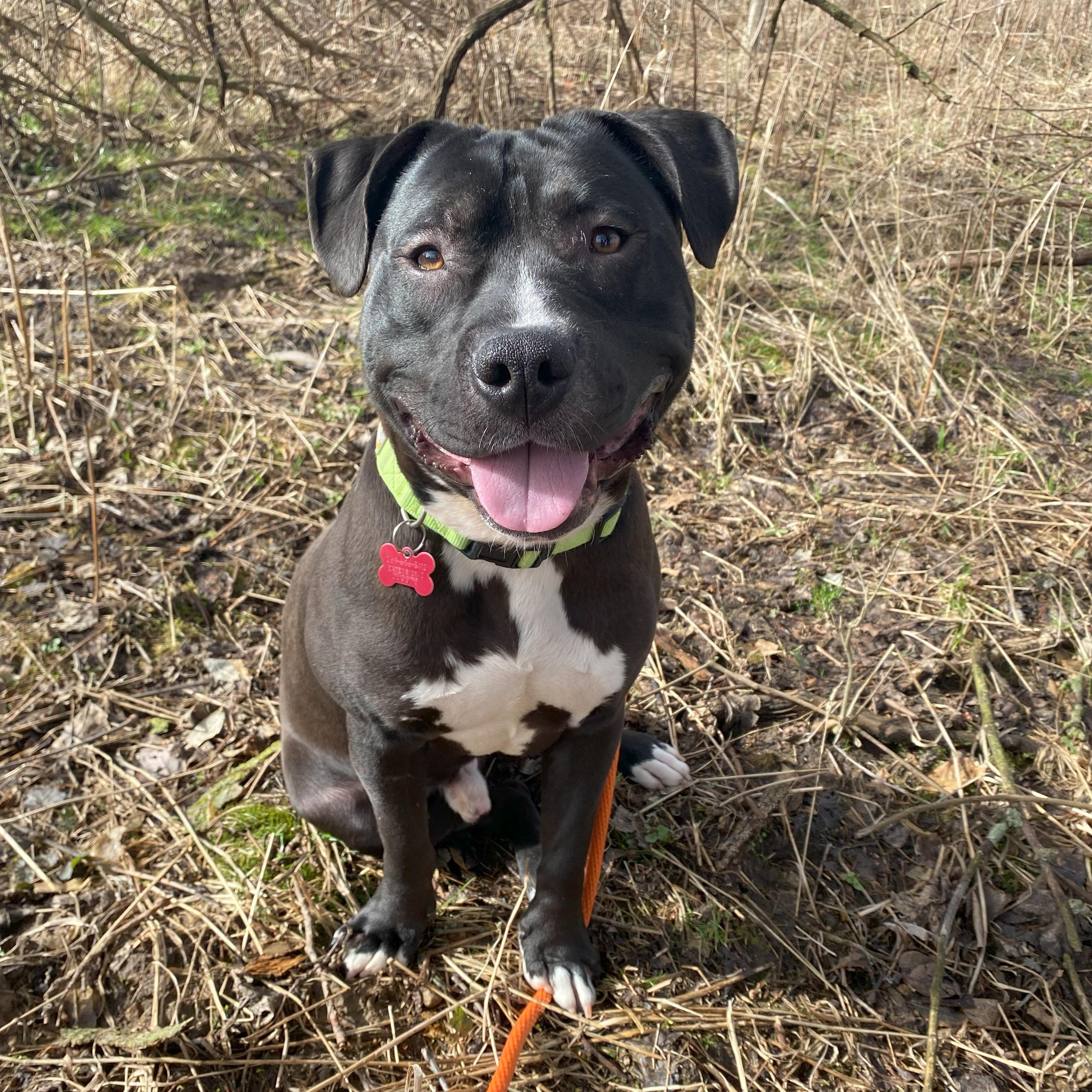 Sett, Adoptable, Adult Male Pit Bull Terrier.