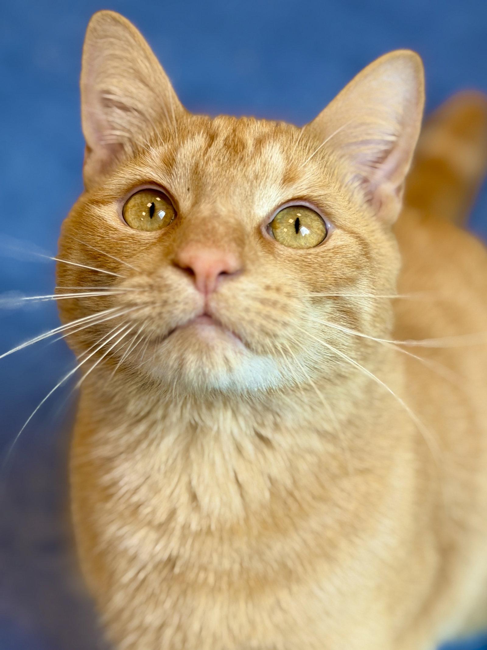 Sebastian, Adoptable, Adult Male Domestic Short Hair.