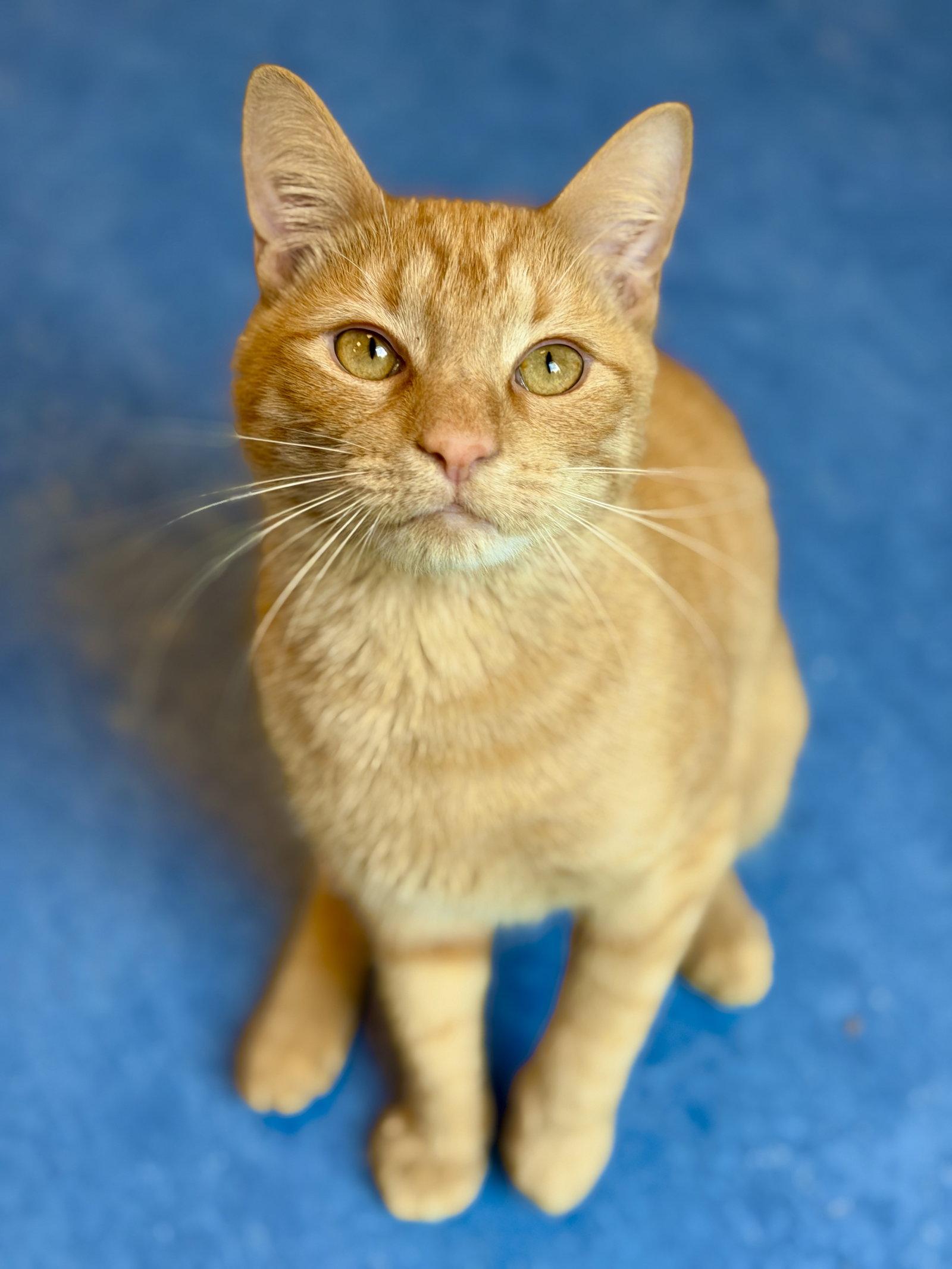 Enlarge Sebastian, a Adoptable Domestic Short Hair in West Cornwall, CT image 2/3