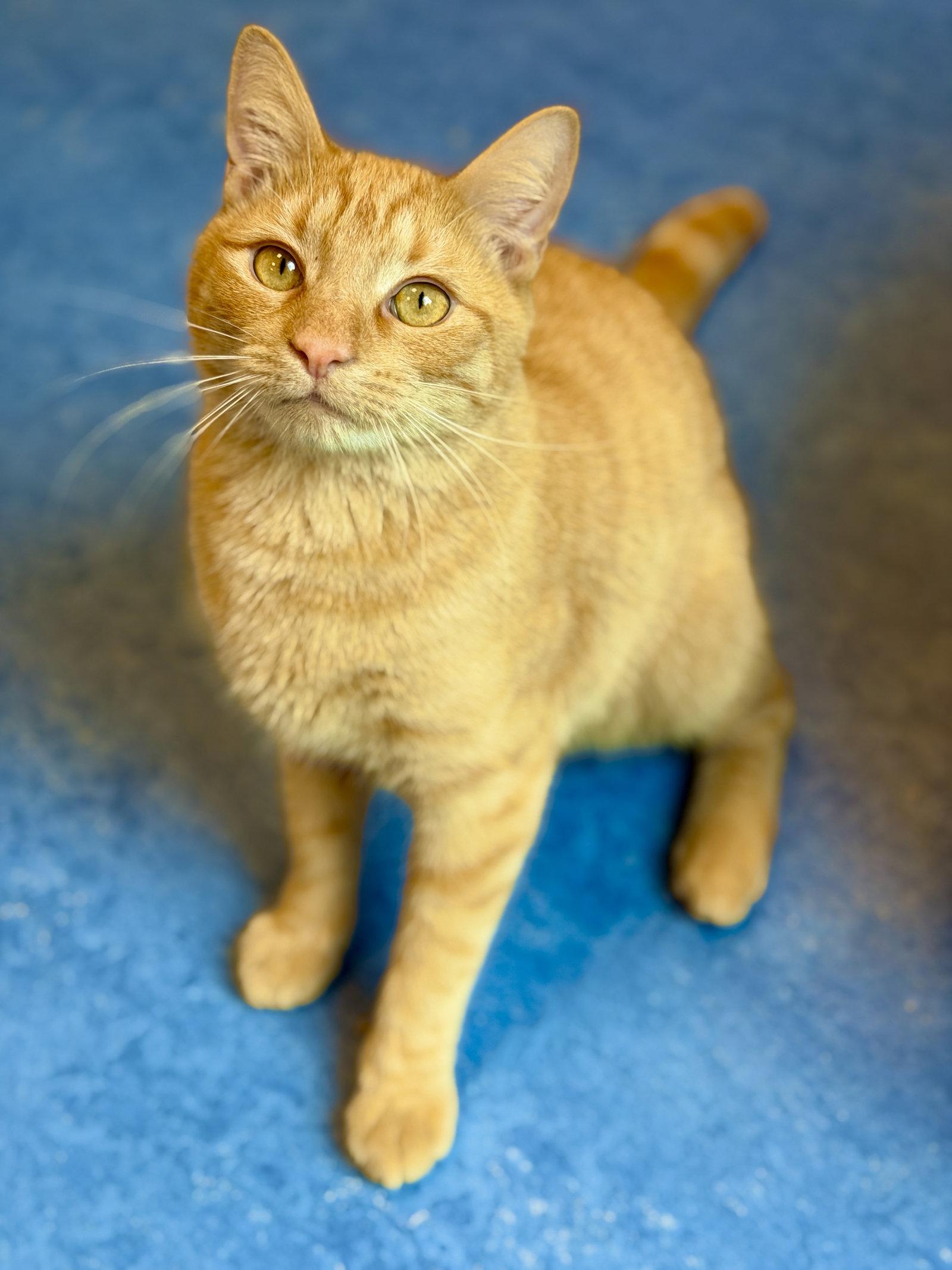 Enlarge Sebastian, a Adoptable Domestic Short Hair in West Cornwall, CT image 3/3