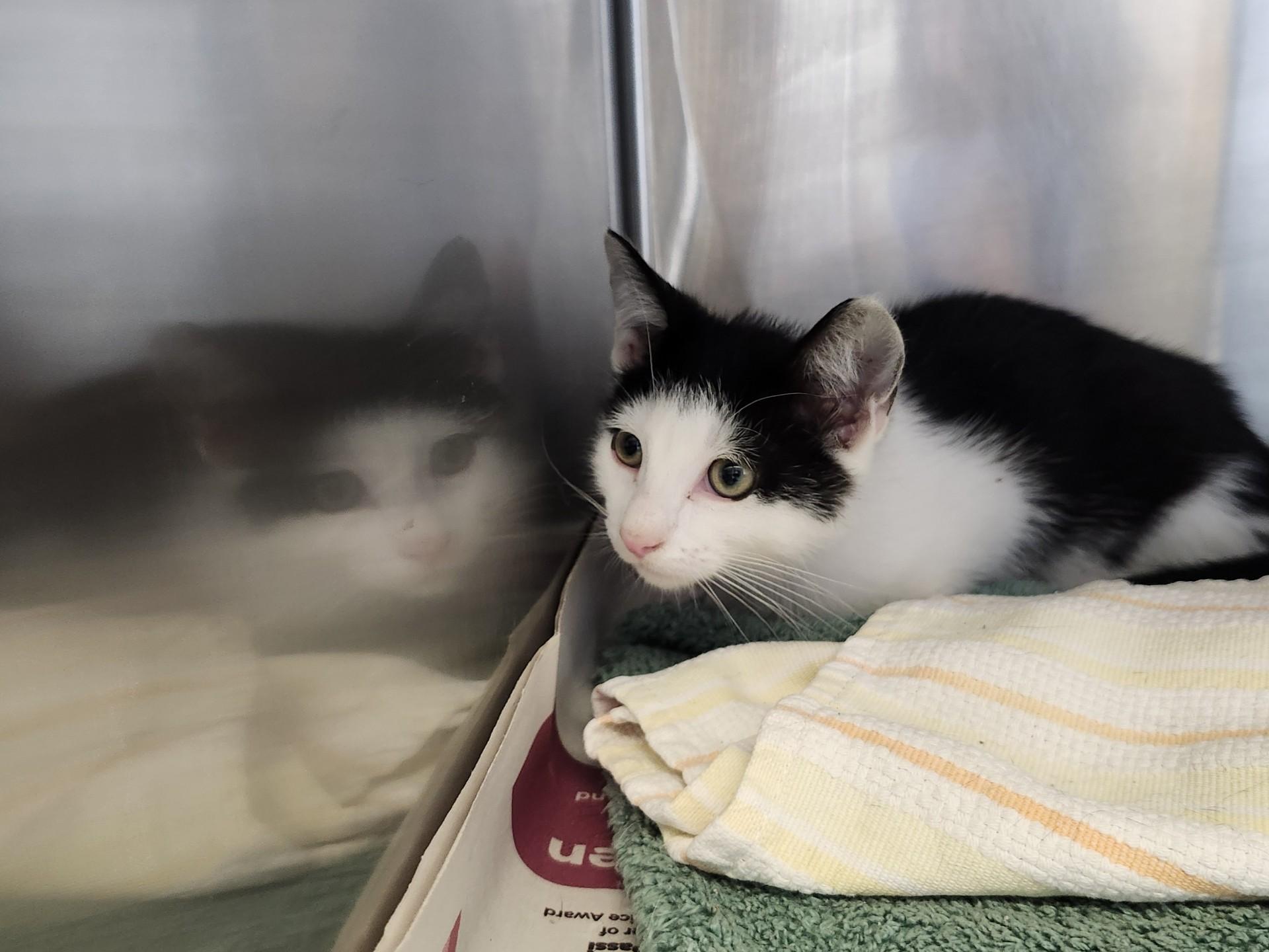 Enlarge Folgers, a ADOPTABLE Domestic Short Hair in East Brunswick, NJ image 3/3