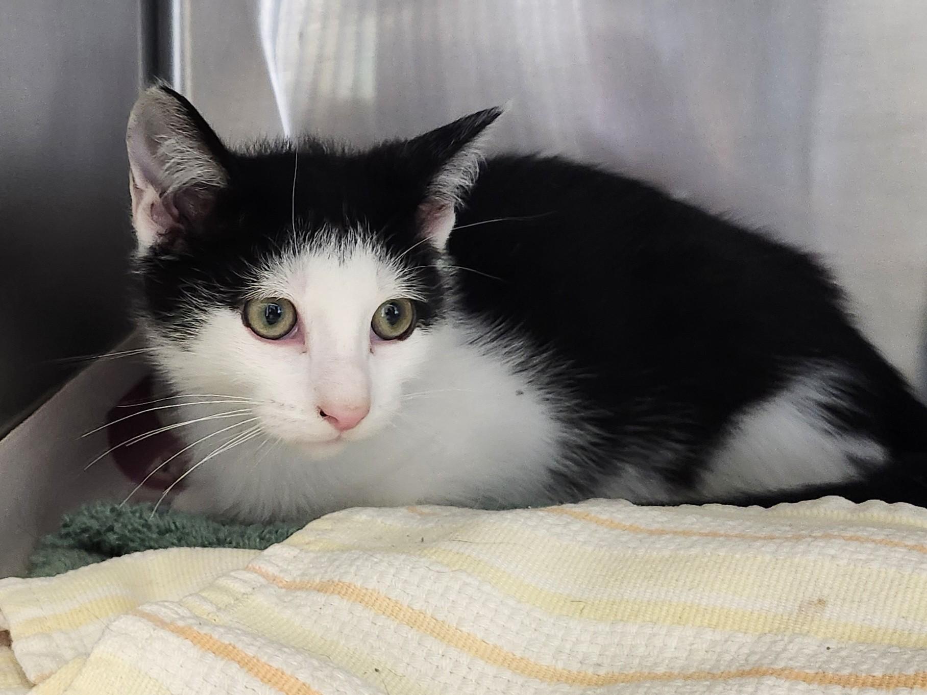 Enlarge Folgers, a ADOPTABLE Domestic Short Hair in East Brunswick, NJ image 2/3