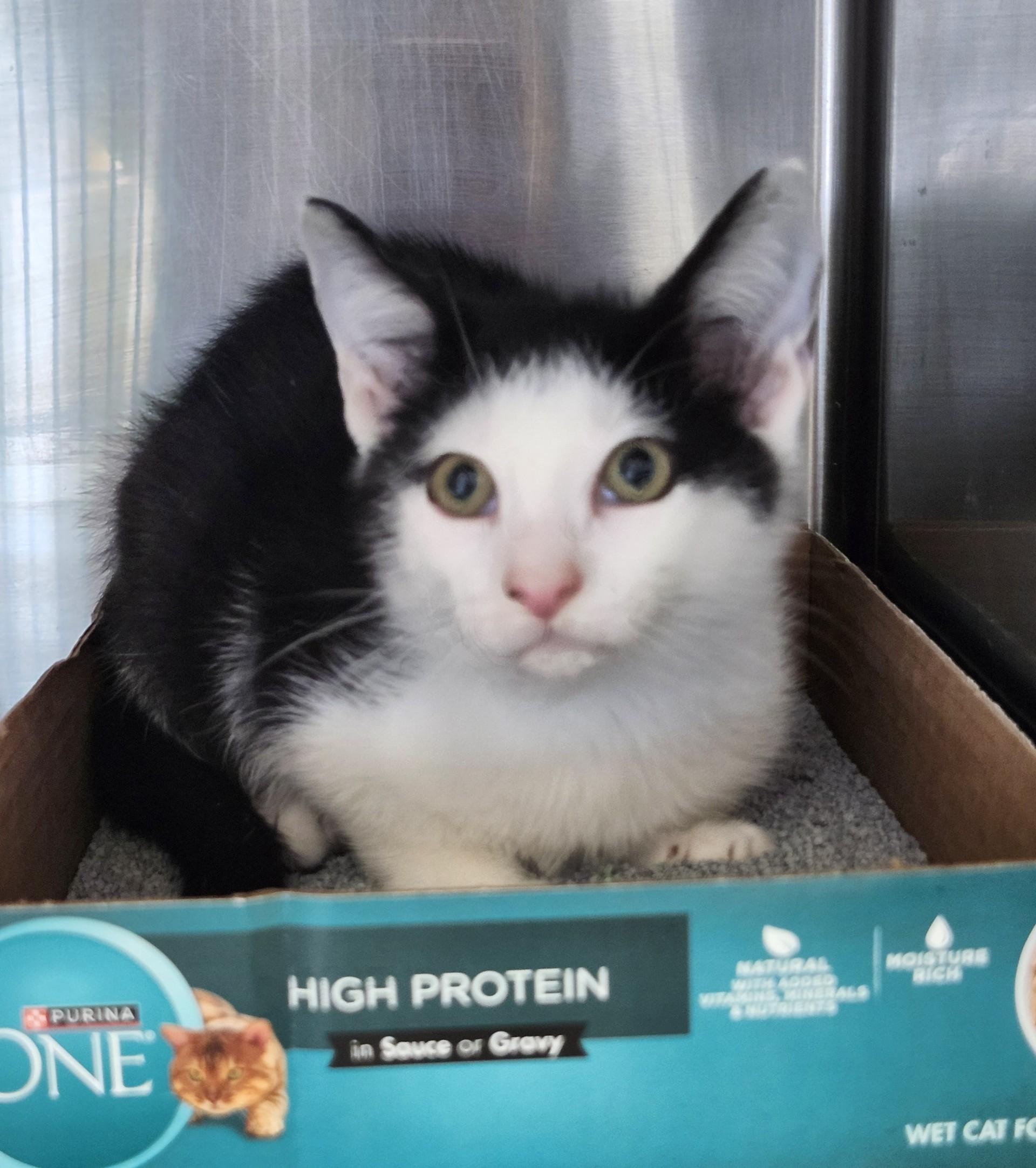 Enlarge Folgers, a ADOPTABLE Domestic Short Hair in East Brunswick, NJ image 1/3