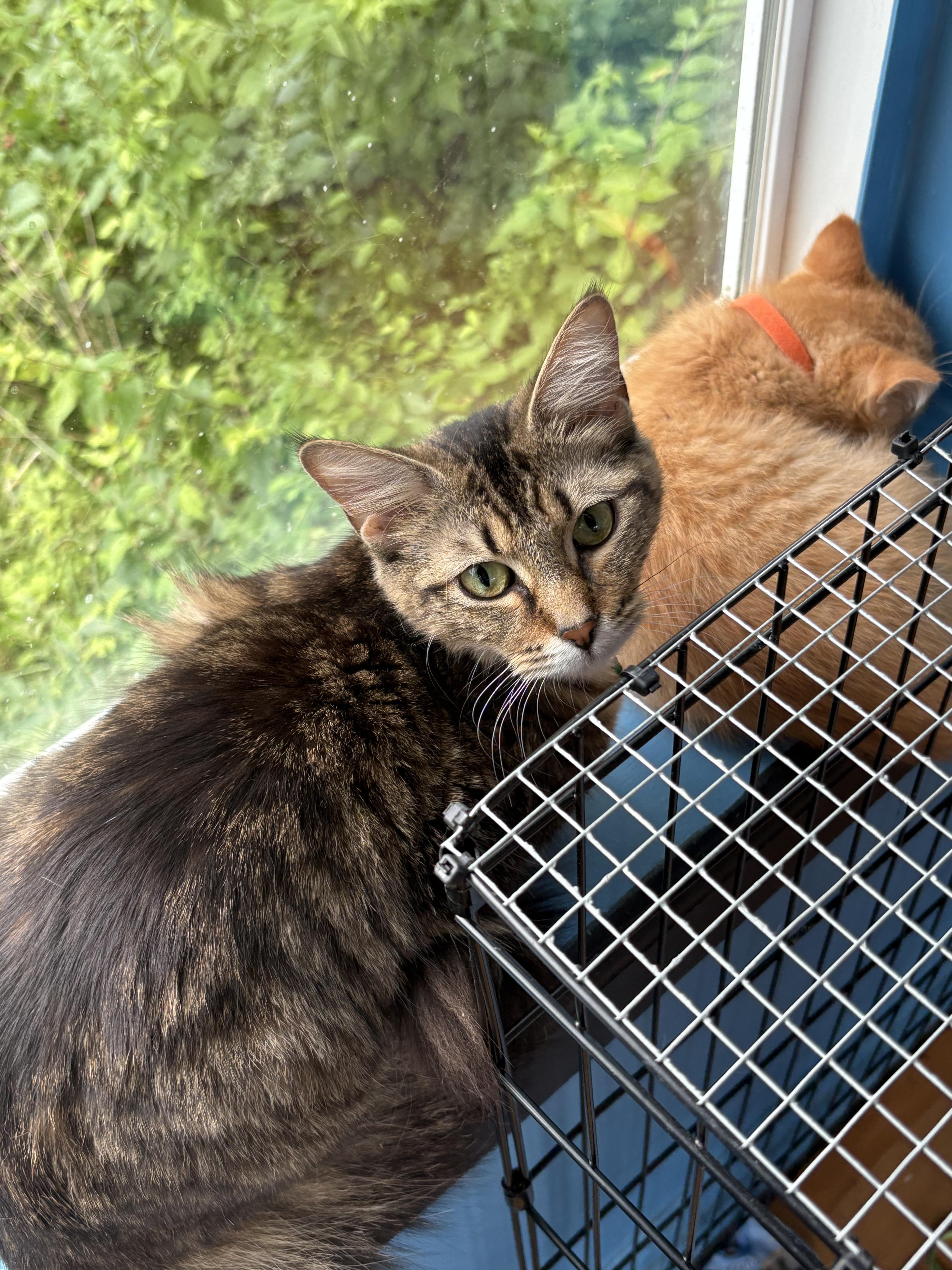 Daisy, Young Female Domestic Long Hair