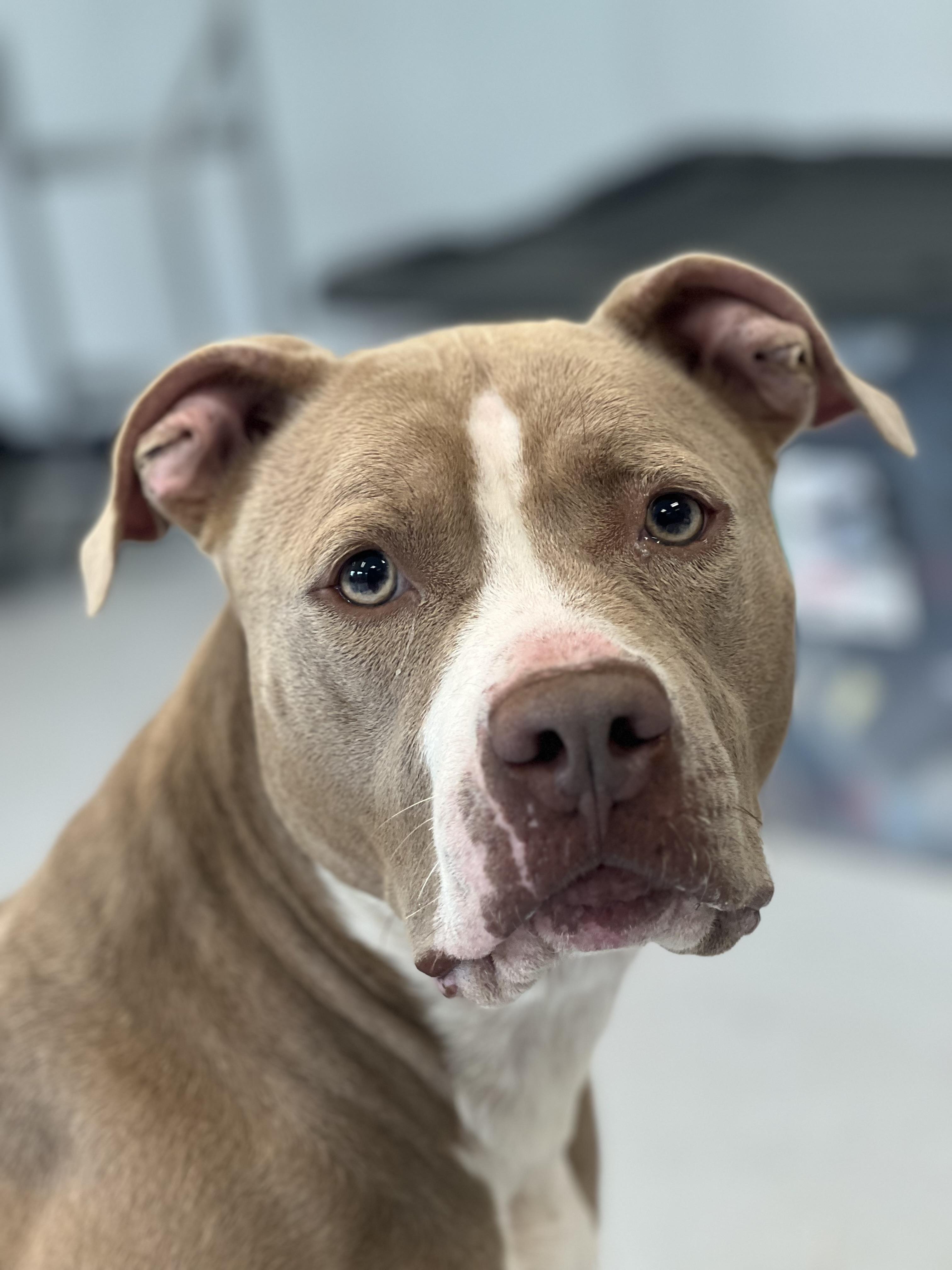 Enlarge Lola, an adoptable mixed breed in Yonkers, NY image 2/6