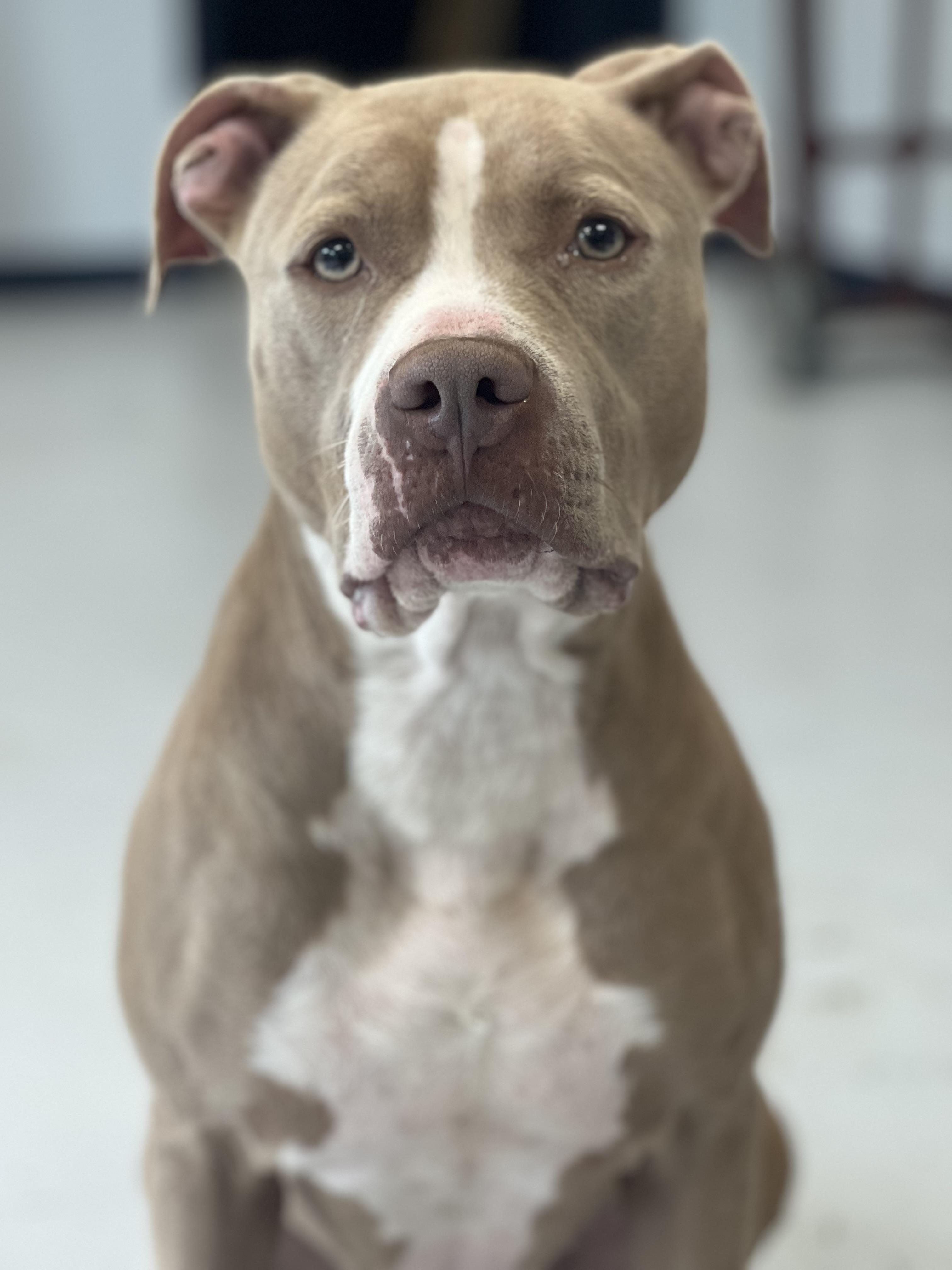 Enlarge Lola, an adoptable mixed breed in Yonkers, NY image 3/6