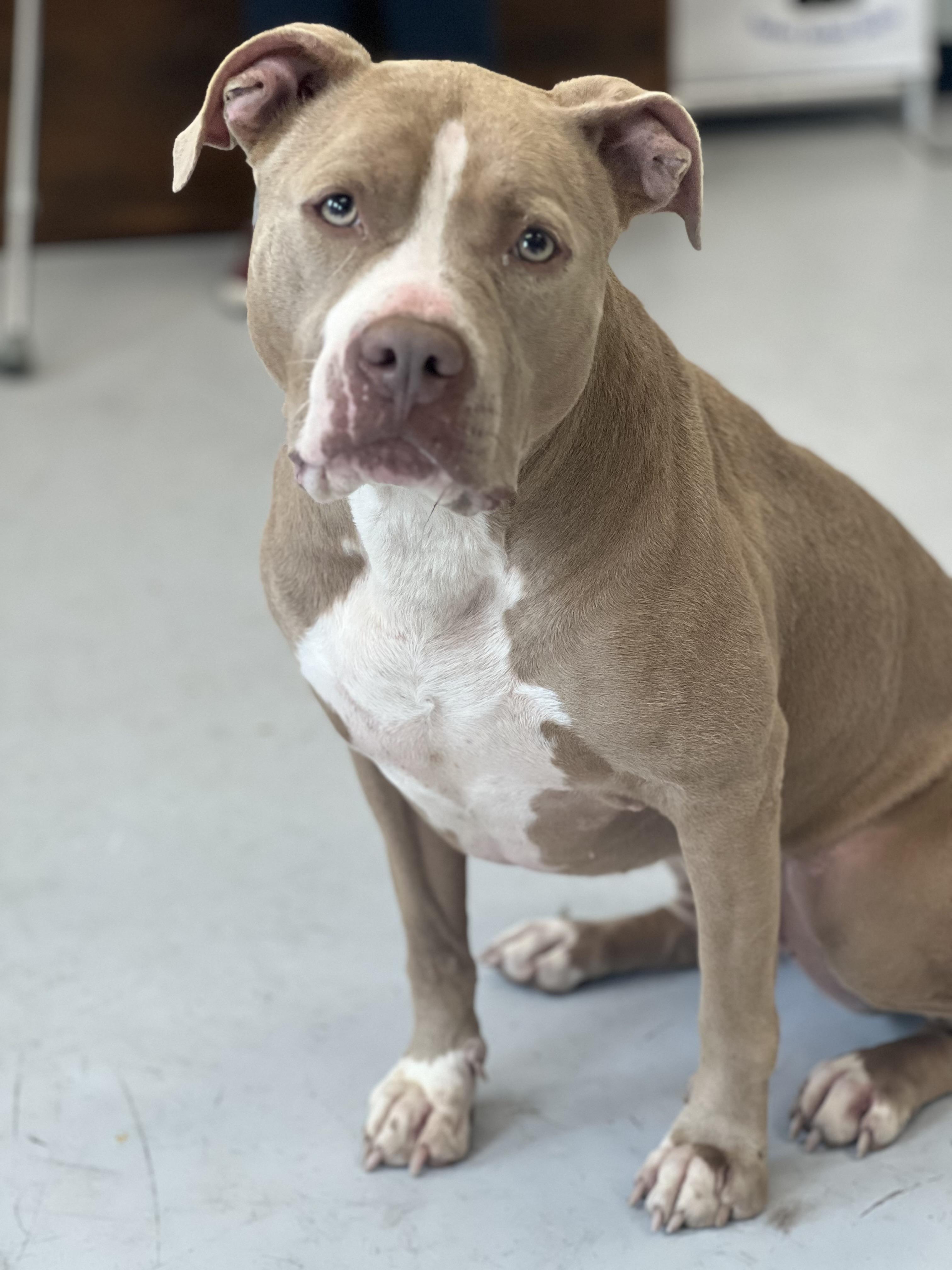 Enlarge Lola, an adoptable mixed breed in Yonkers, NY image 4/6