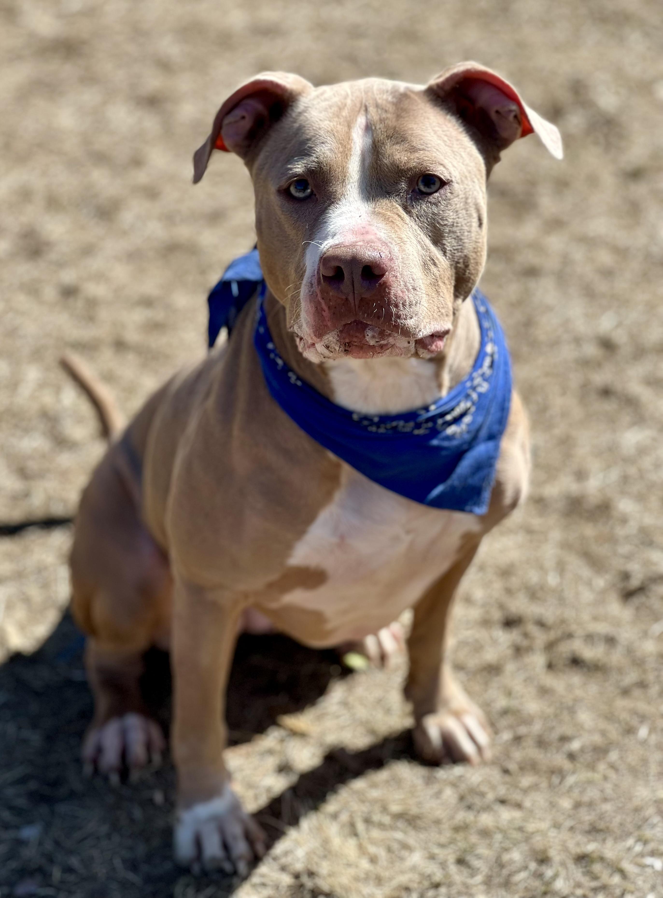 Enlarge Lola, an adoptable mixed breed in Yonkers, NY image 6/6