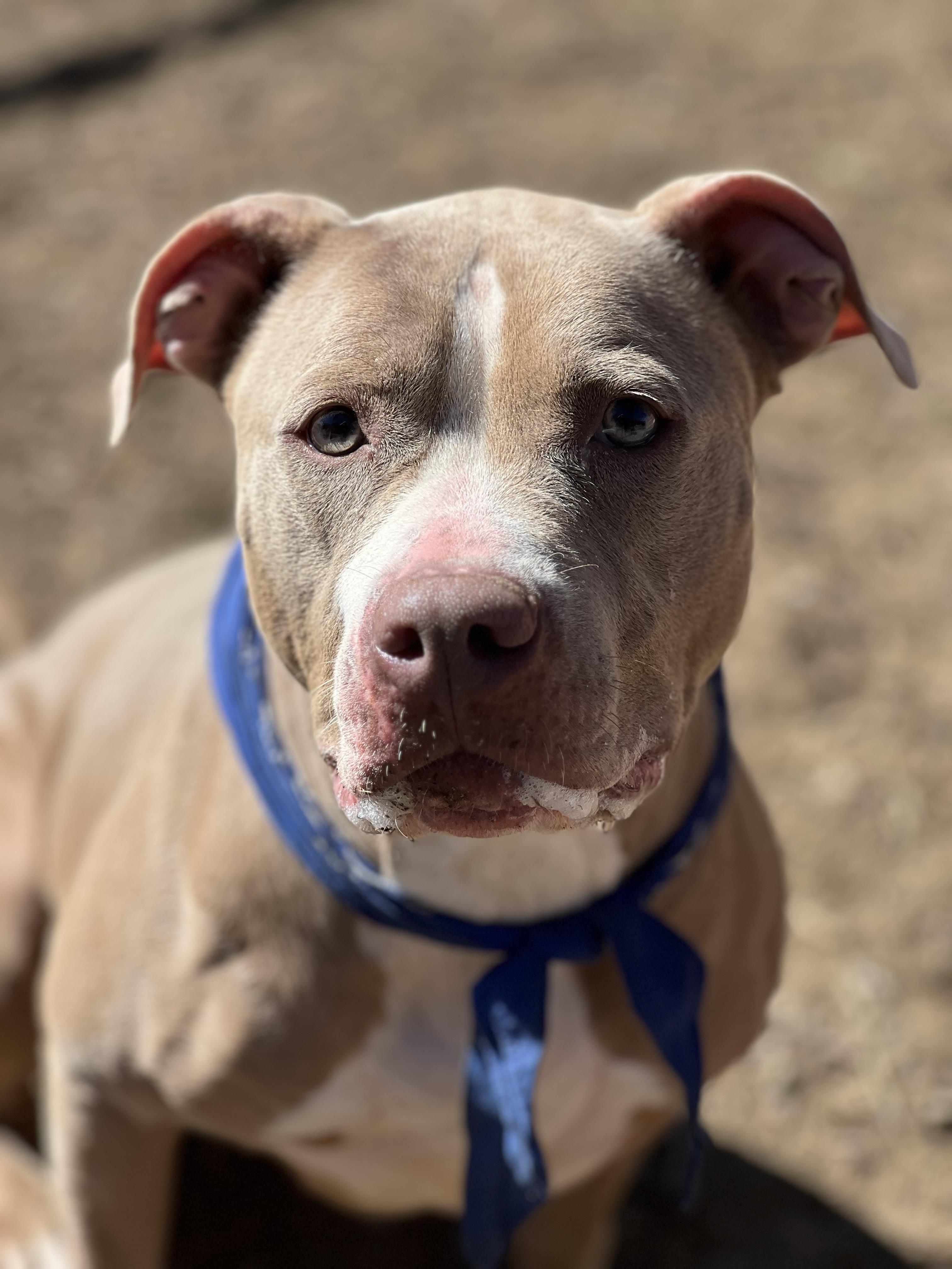 Enlarge Lola, an adoptable mixed breed in Yonkers, NY image 5/6