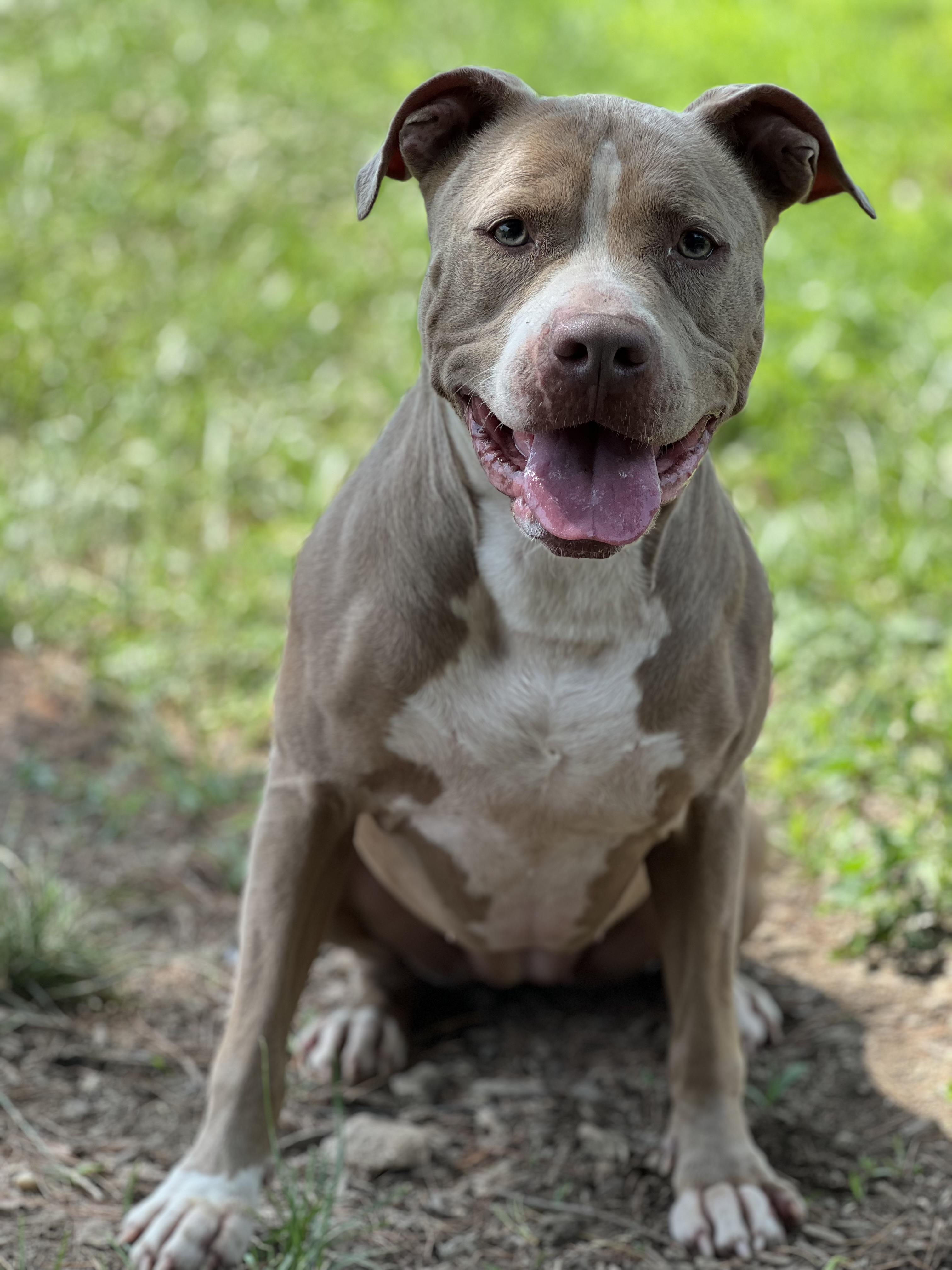 Lola, Young Female Pit Bull Terrier