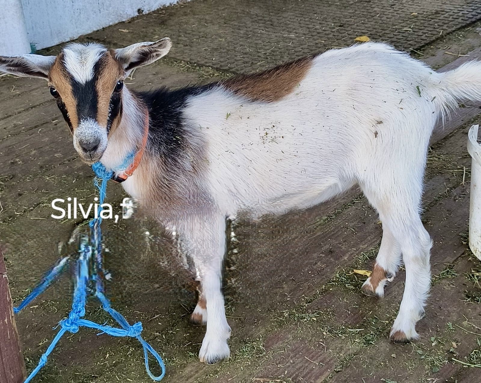 Sylvia, Adopted, Young Female Nigerian Dwarf.