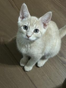 Reba