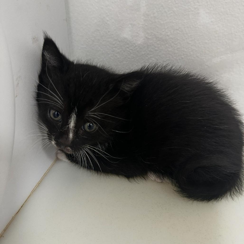Enlarge Stitch, a Adoptable Domestic Short Hair in Ashland, OR image 1/1