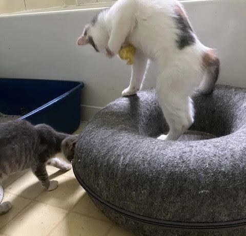 Eggheaddc thumbnail 2