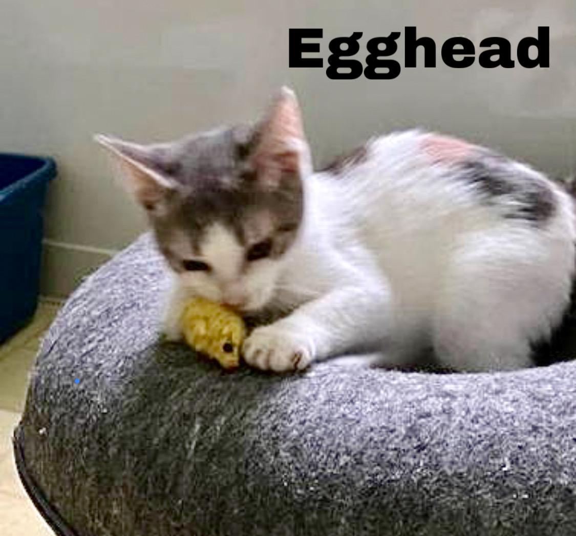 Eggheaddc thumbnail 3