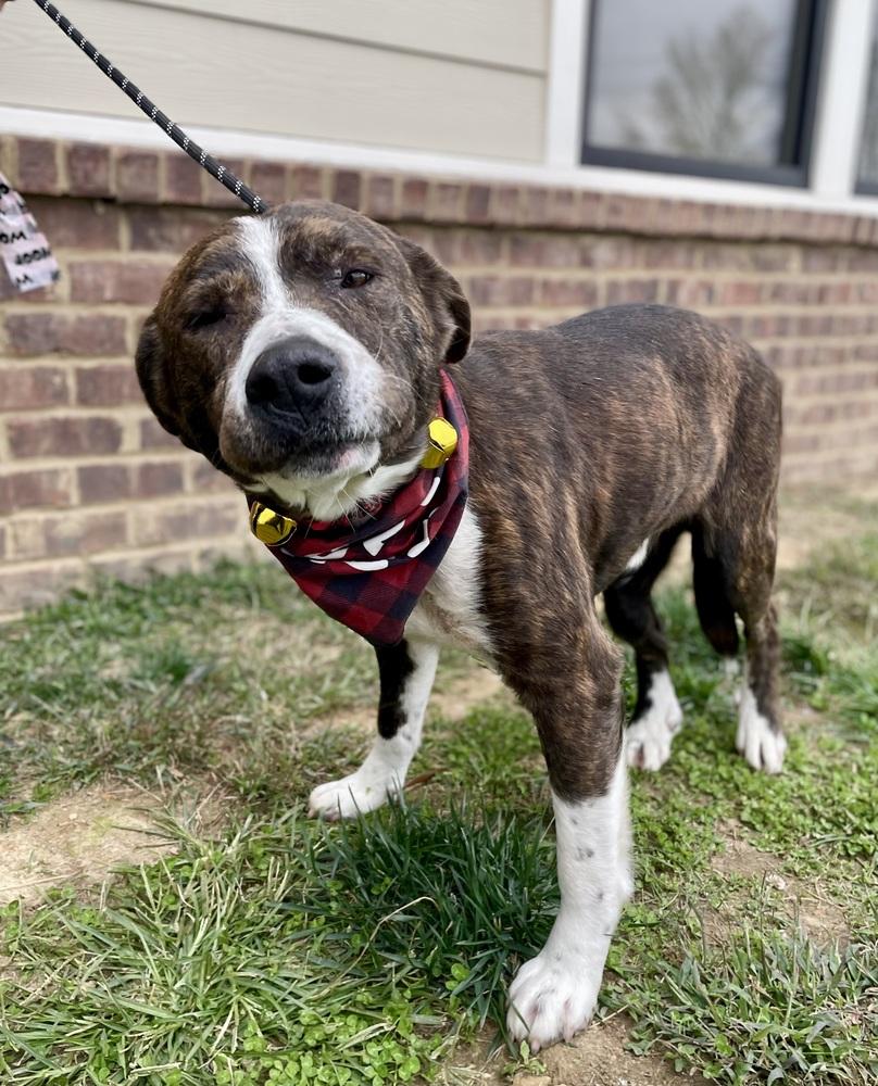 Lip, a Adoptable mixed breed image 1/3