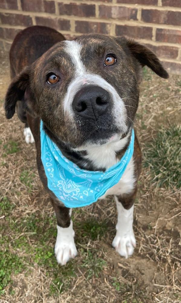 Lip, a Adoptable mixed breed image 2/3