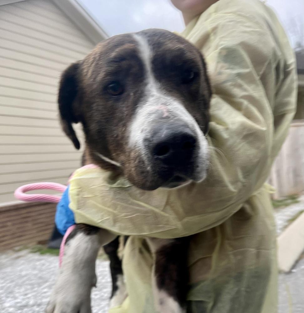 Lip, a Adoptable mixed breed image 3/3