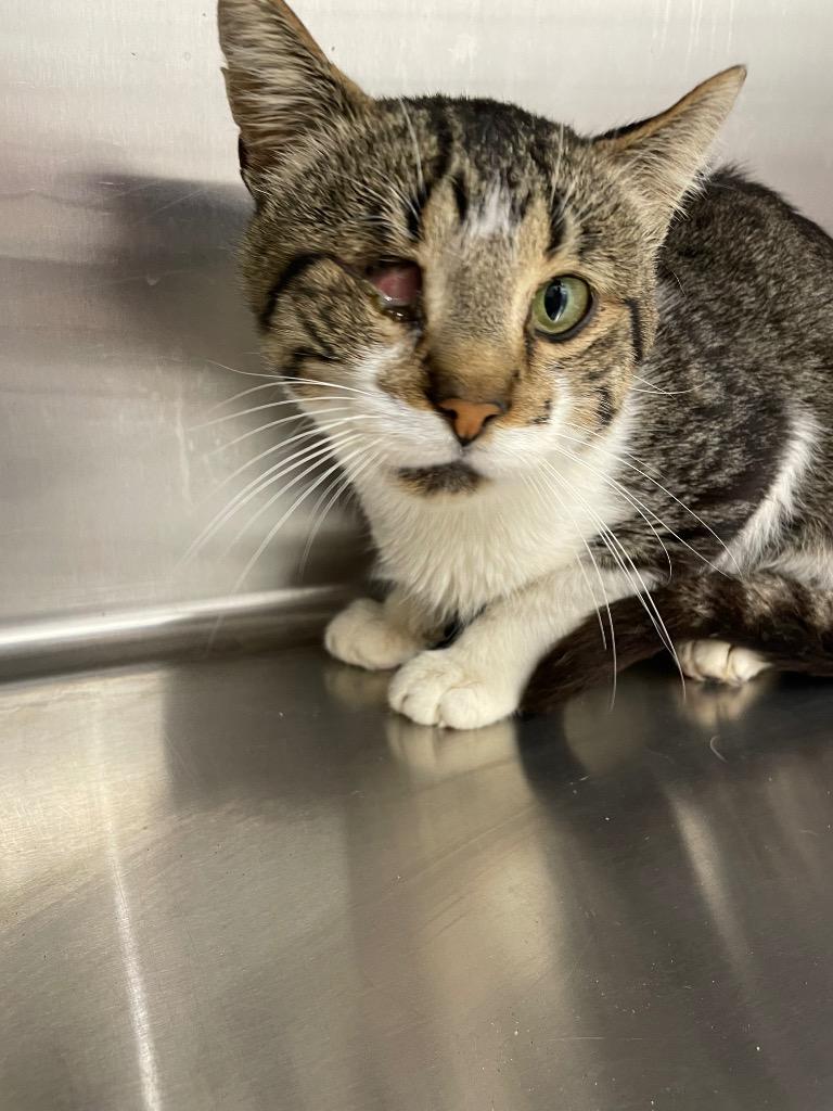 Tommy, Adoptable, Adult Male Domestic Short Hair.