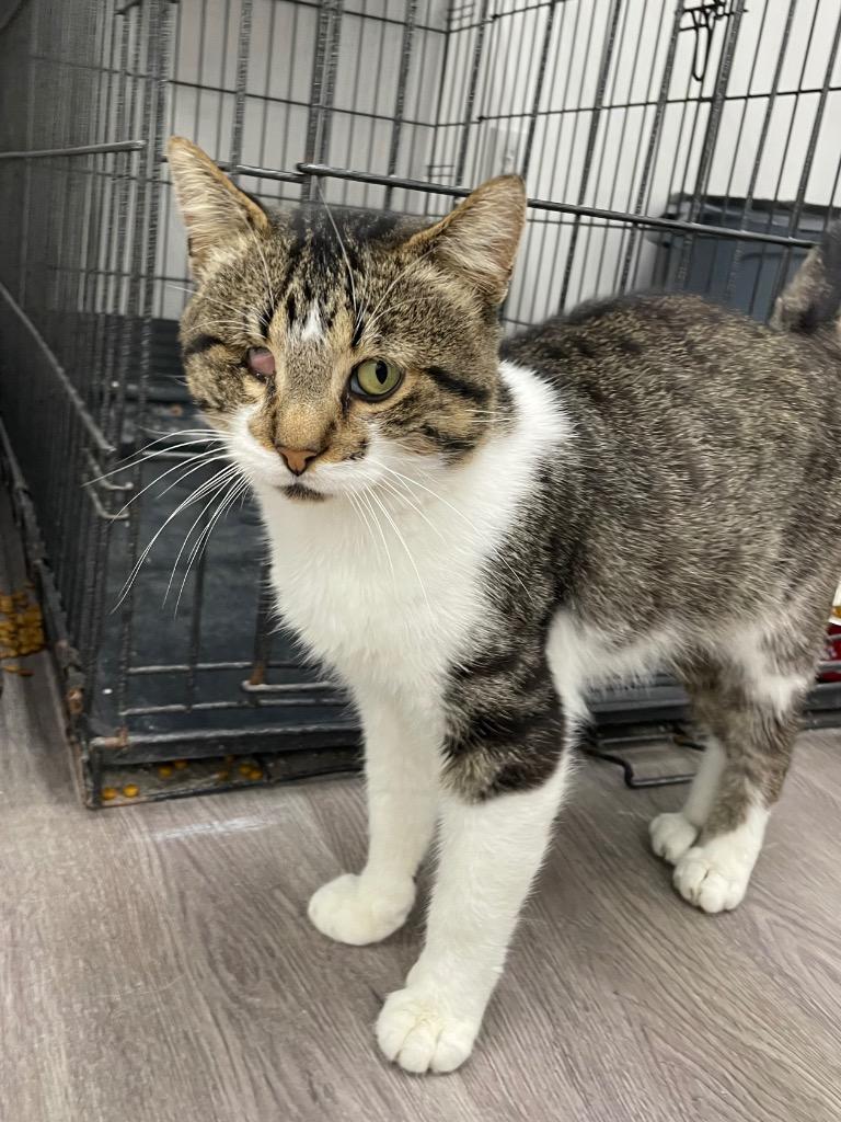 Tommy, a Adoptable mixed breed image 2/2