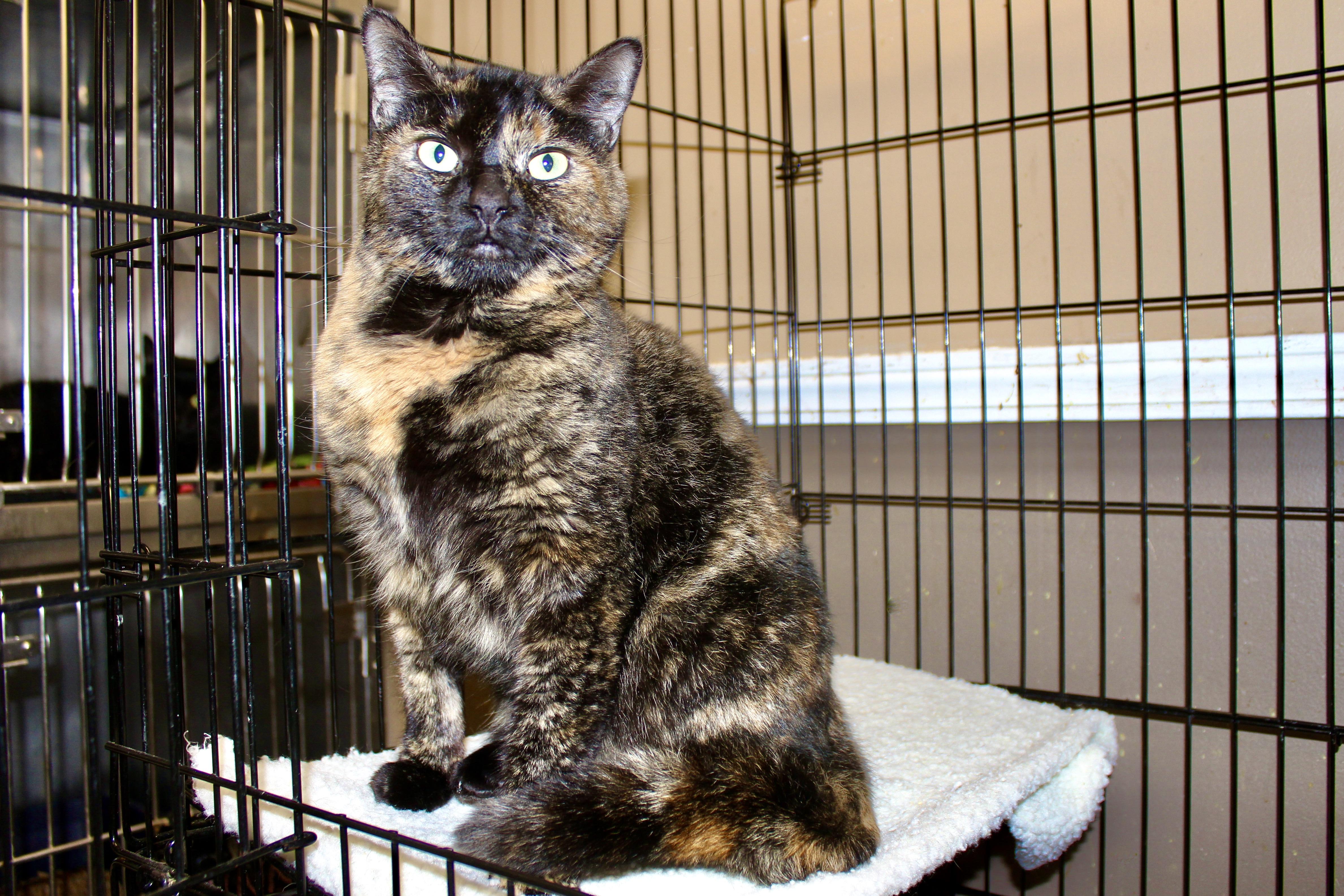 Enlarge HAVEN MARIE, an adopted mixed breed in Brazil, IN image 3/6